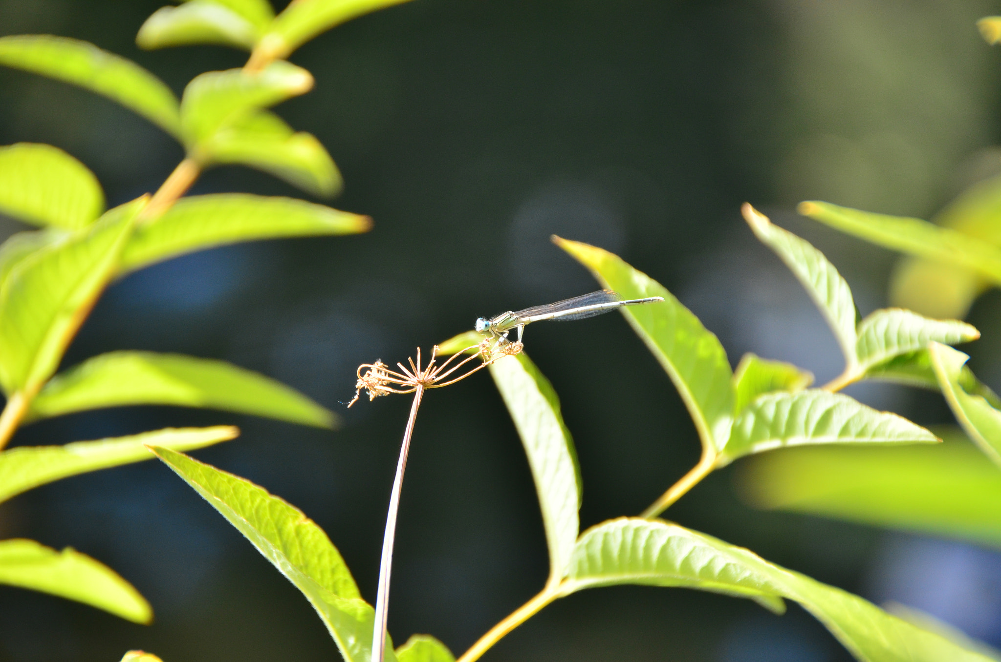 Sigma 18-200mm F3.5-6.3 II DC OS HSM sample photo. Dragonfly photography