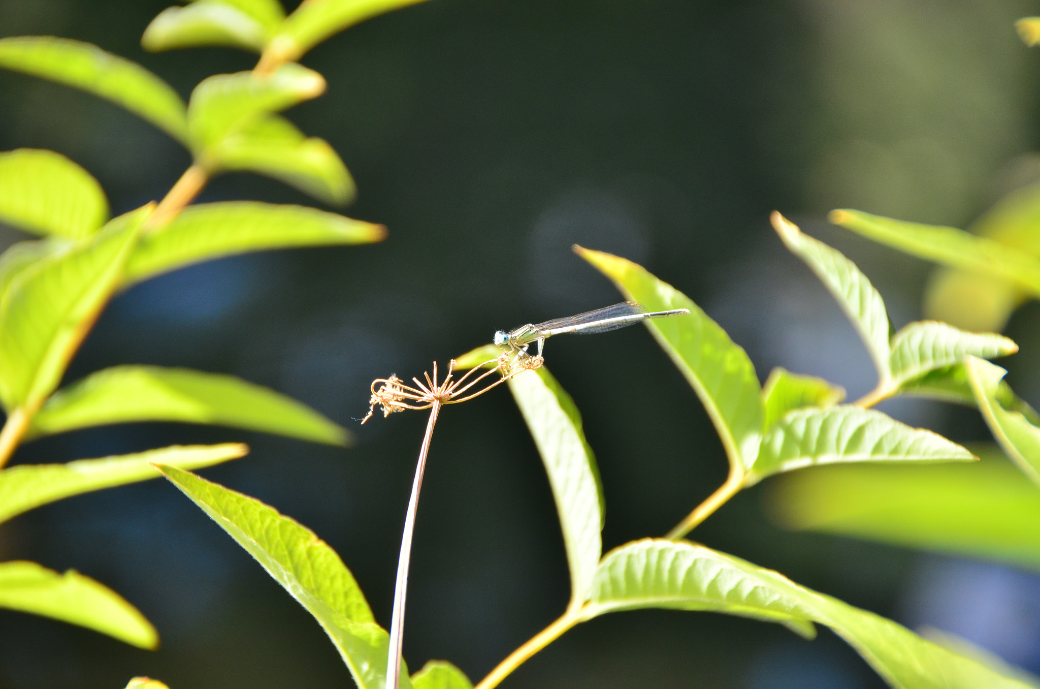 Nikon D5100 sample photo. Dragonfly photography