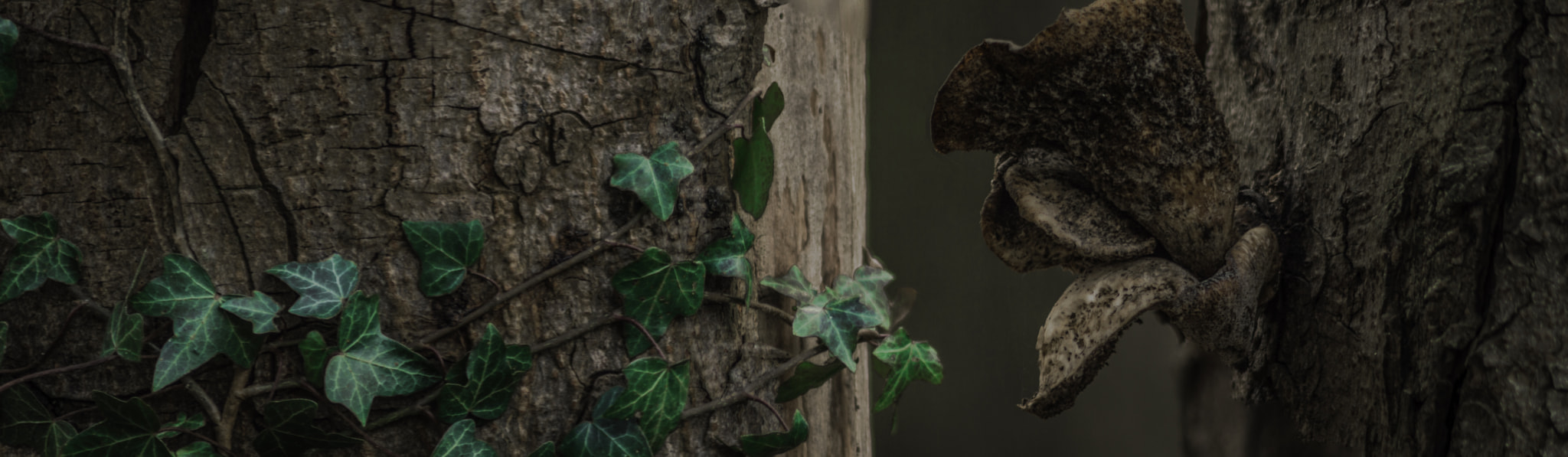 Nikon D3200 sample photo. Trees and mushrooms photography