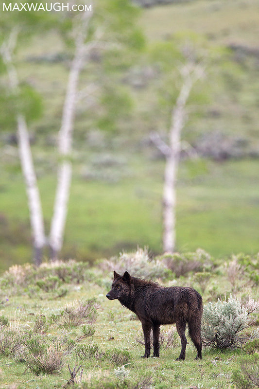 Canon EF 500mm F4L IS USM sample photo. Wolf and aspens photography