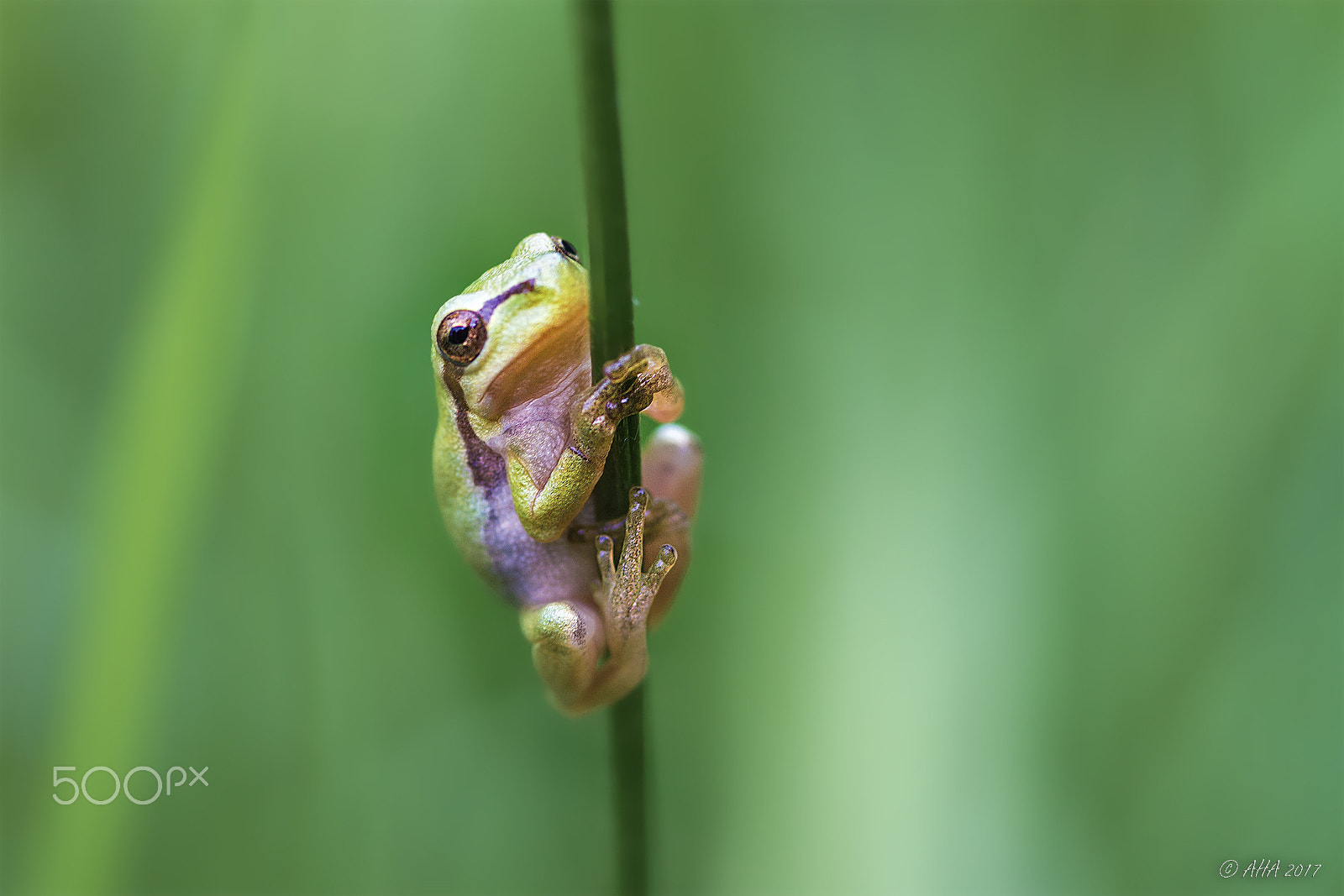 Canon EF-S 60mm F2.8 Macro USM sample photo. European tree frog (hyla arborea) photography