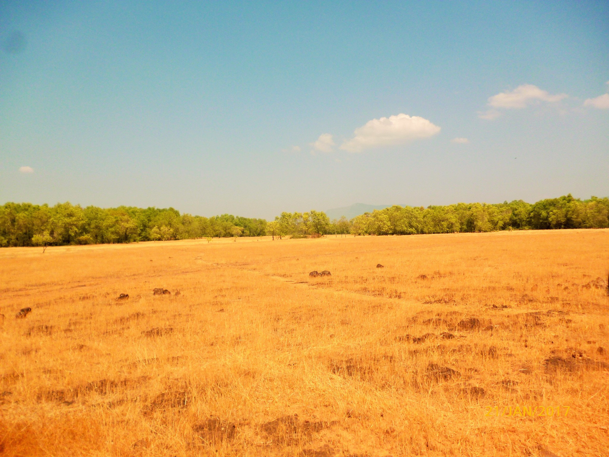 Panasonic DMC-S2 sample photo. Summer day photography