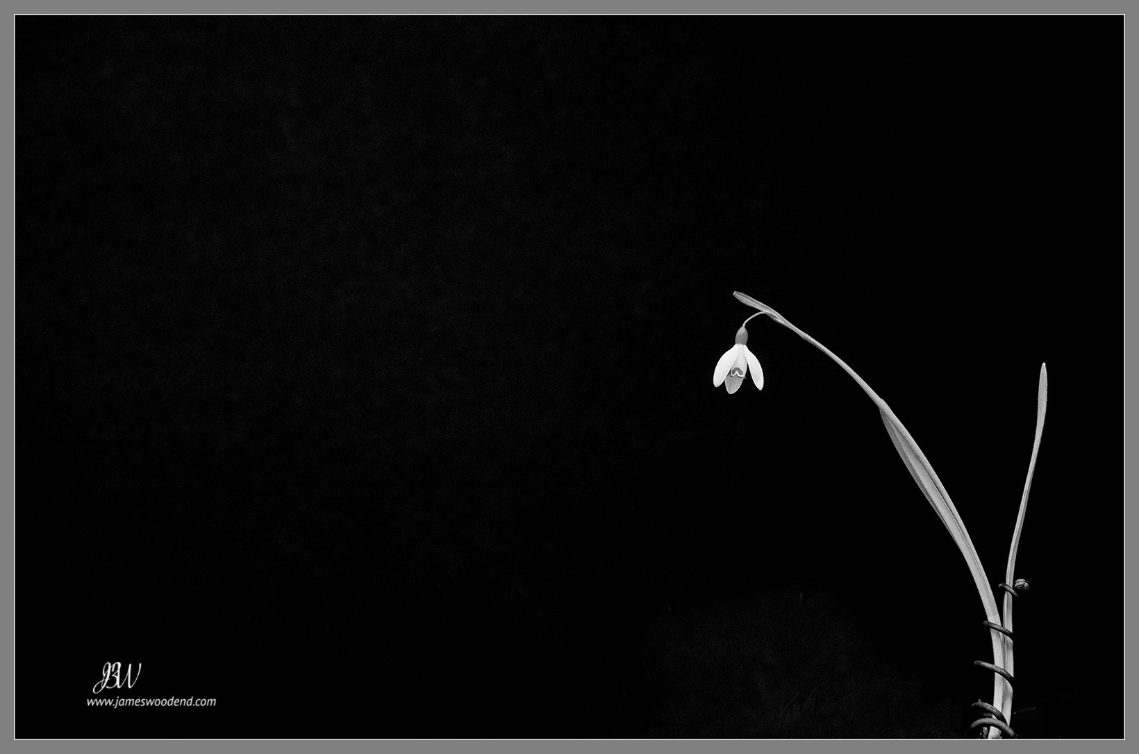 ZEISS Batis 85mm F1.8 sample photo. Snowdrop &  cyclamen (entwined at base) photography