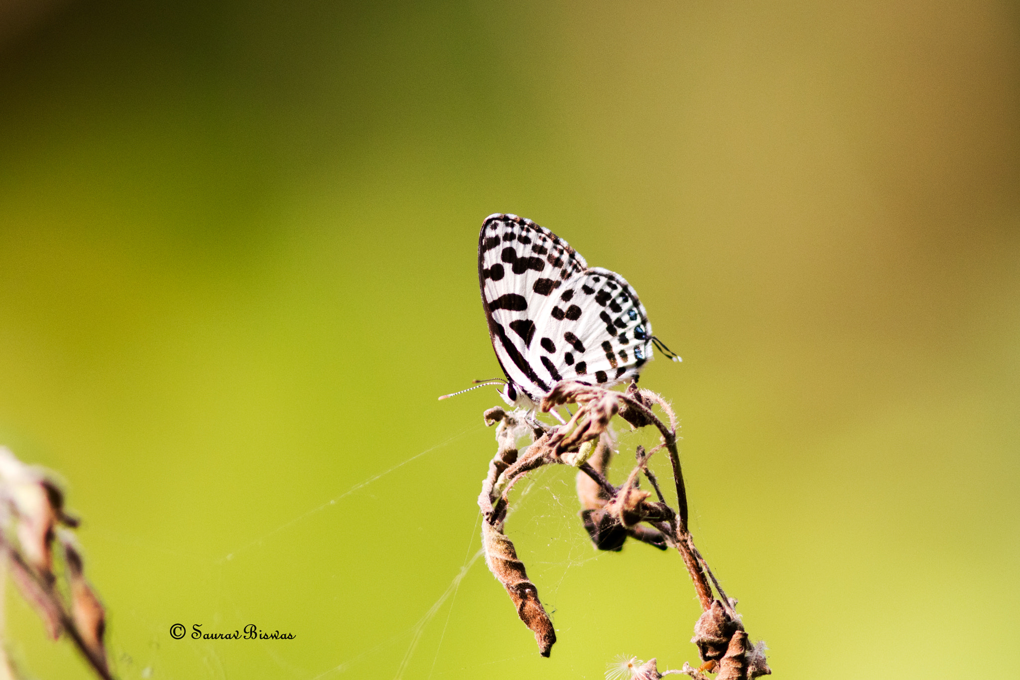 Canon EOS 700D (EOS Rebel T5i / EOS Kiss X7i) sample photo. Butterfly photography