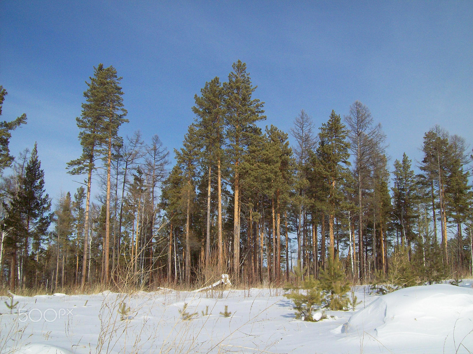 Kodak EASYSHARE C813 ZOOM DIGITAL CAMERA sample photo. Winter forest photography