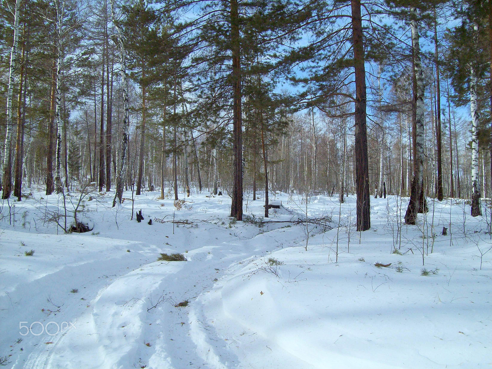 Kodak EASYSHARE C813 ZOOM DIGITAL CAMERA sample photo. Winter forest photography