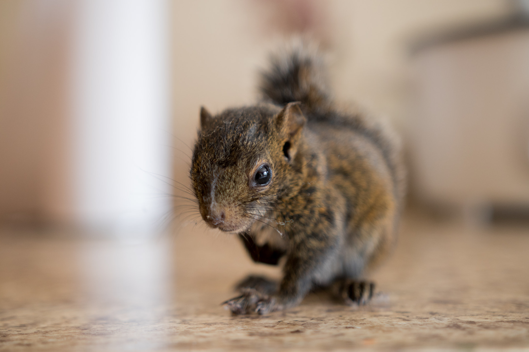 Sigma 18-35mm f/1.8 DC HSM sample photo. Theodore photography