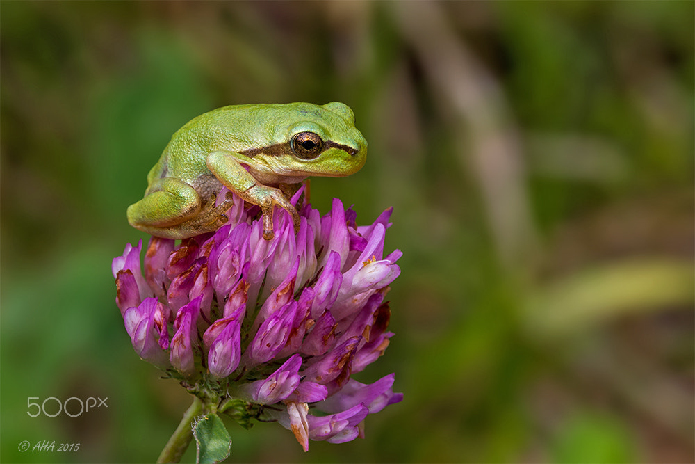 Canon EF-S 60mm F2.8 Macro USM sample photo. Sweety photography