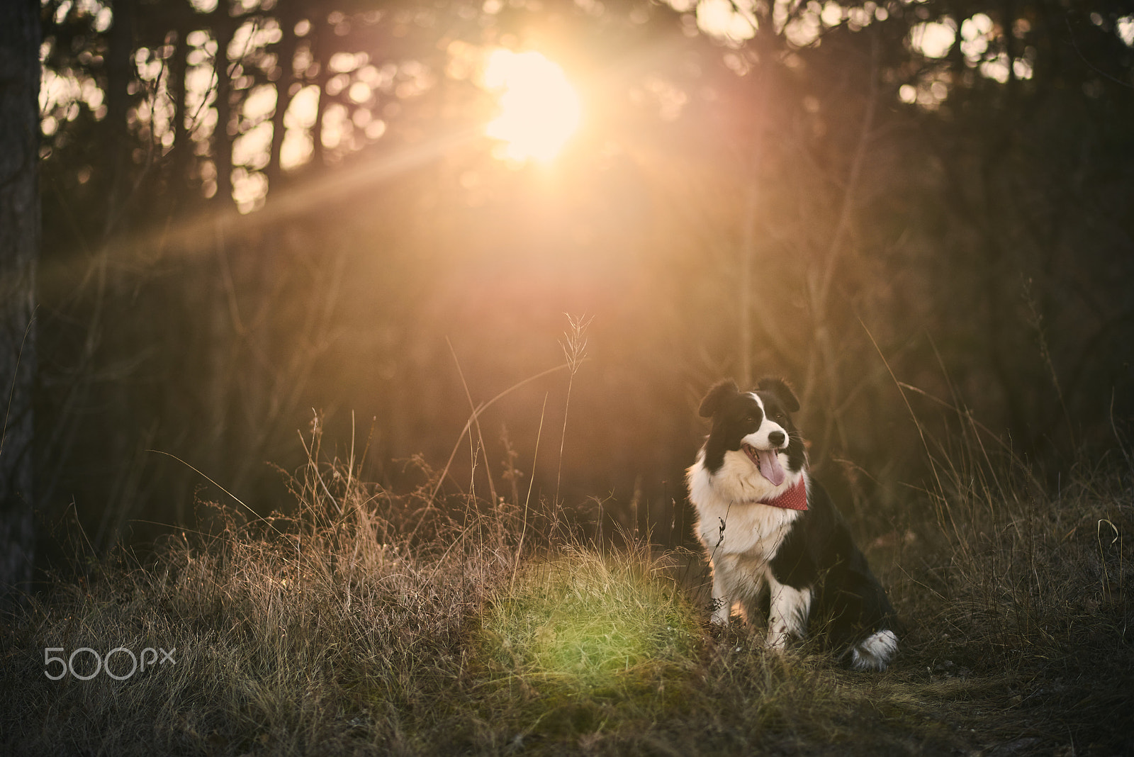 Nikon D610 + Nikon AF-S Nikkor 85mm F1.8G sample photo. Spring mood photography