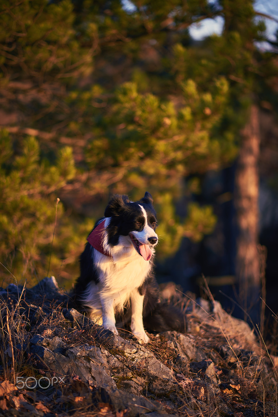 Nikon D610 sample photo. Spring mood photography