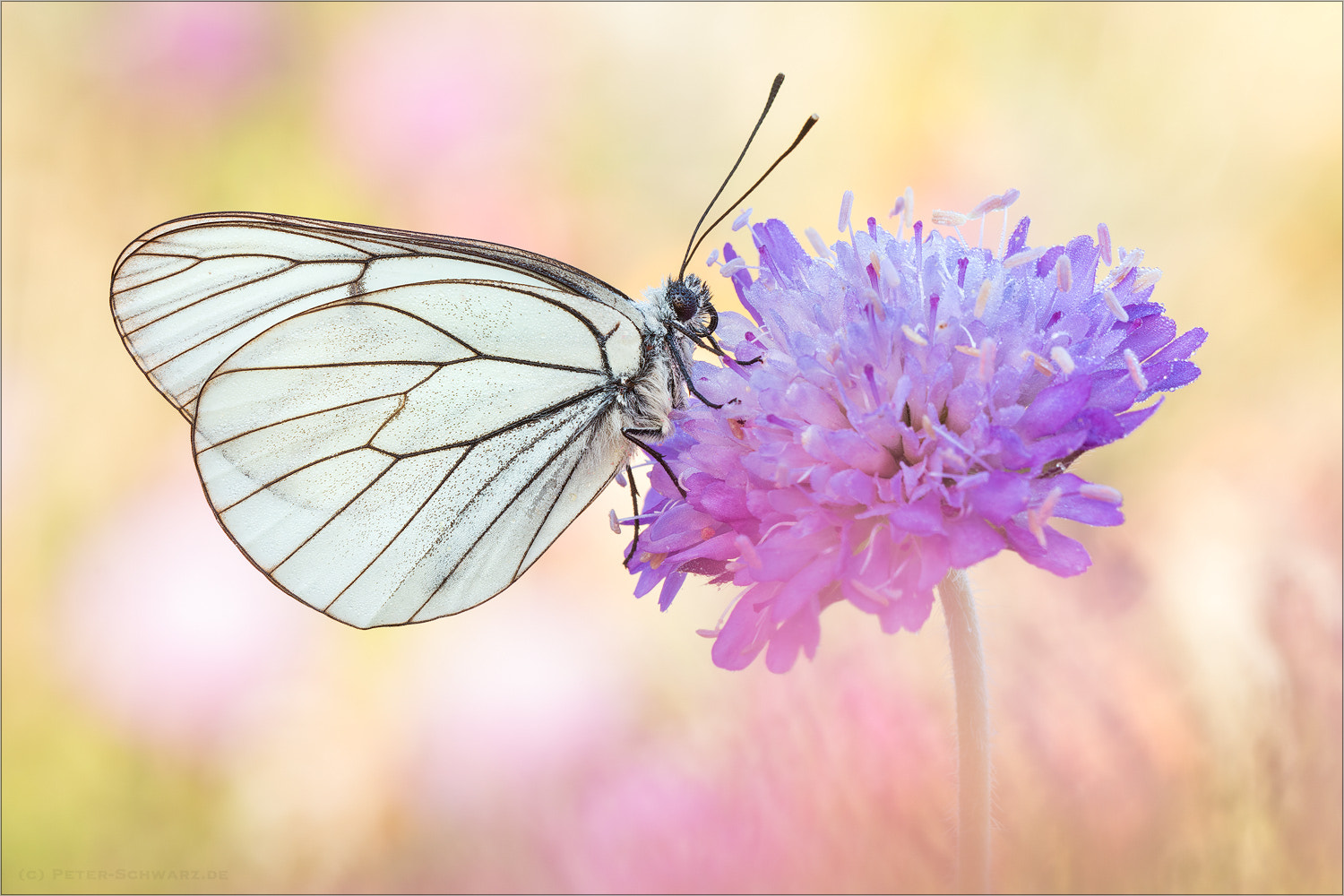 Sigma 150mm f/2.8 EX DG OS HSM APO Macro sample photo. Aporia crataegi photography