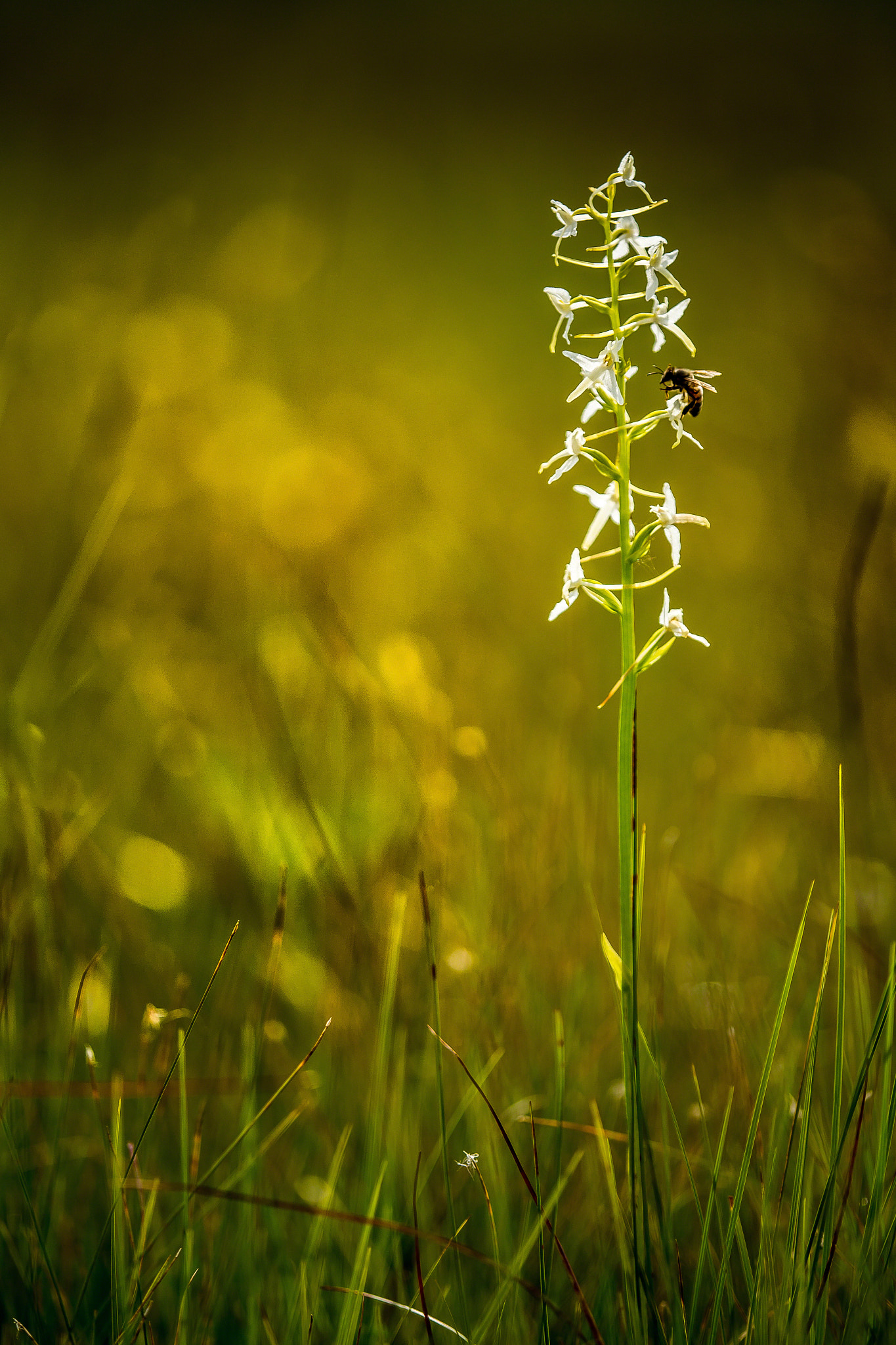 Tamron SP AF 180mm F3.5 Di LD (IF) Macro sample photo. Lesser butterfly-orchid with bee photography