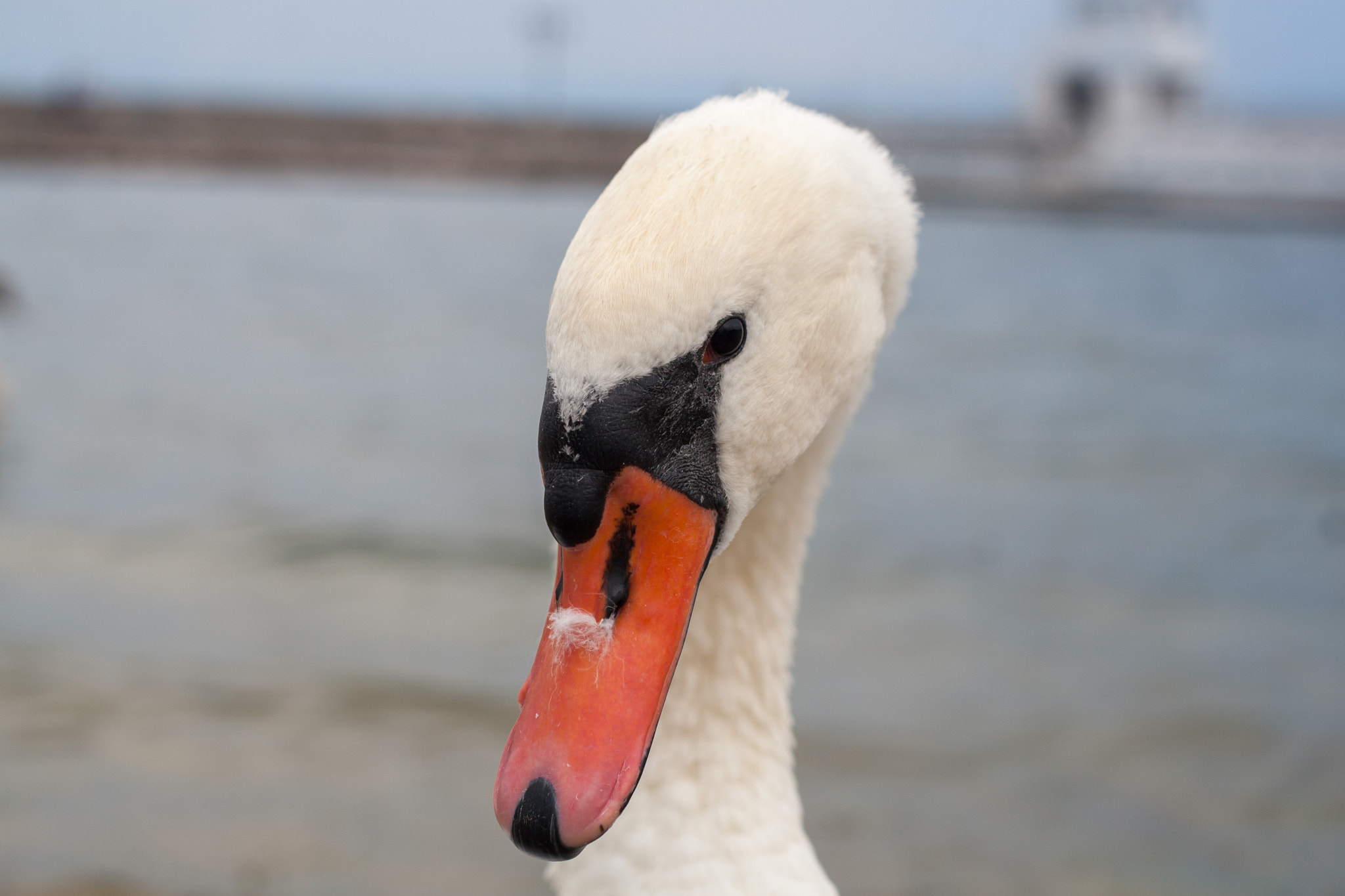 Canon EOS 30D + Canon EF 50mm f/1.8 sample photo. Close-up portrait of a white swan on the coast of lake ohrid, ma photography