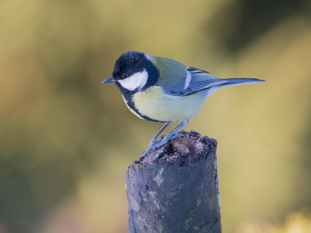 Canon EOS 70D sample photo. Koolmees / great tit photography
