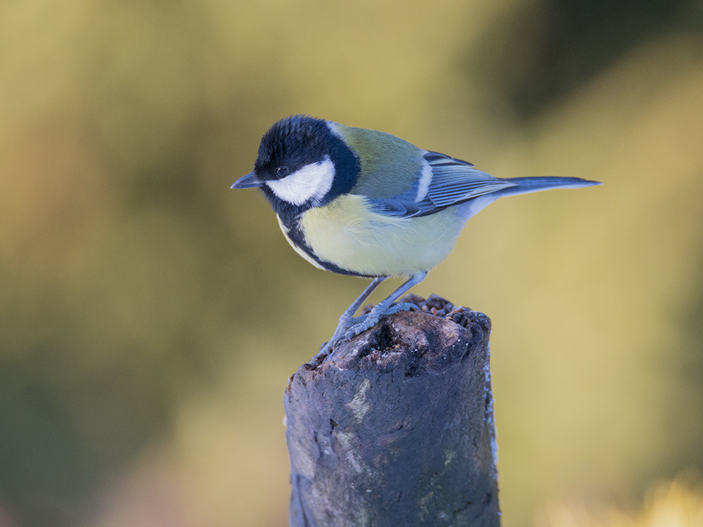 150-600mm F5-6.3 DG OS HSM | Sports 014 sample photo. Koolmees / great tit photography