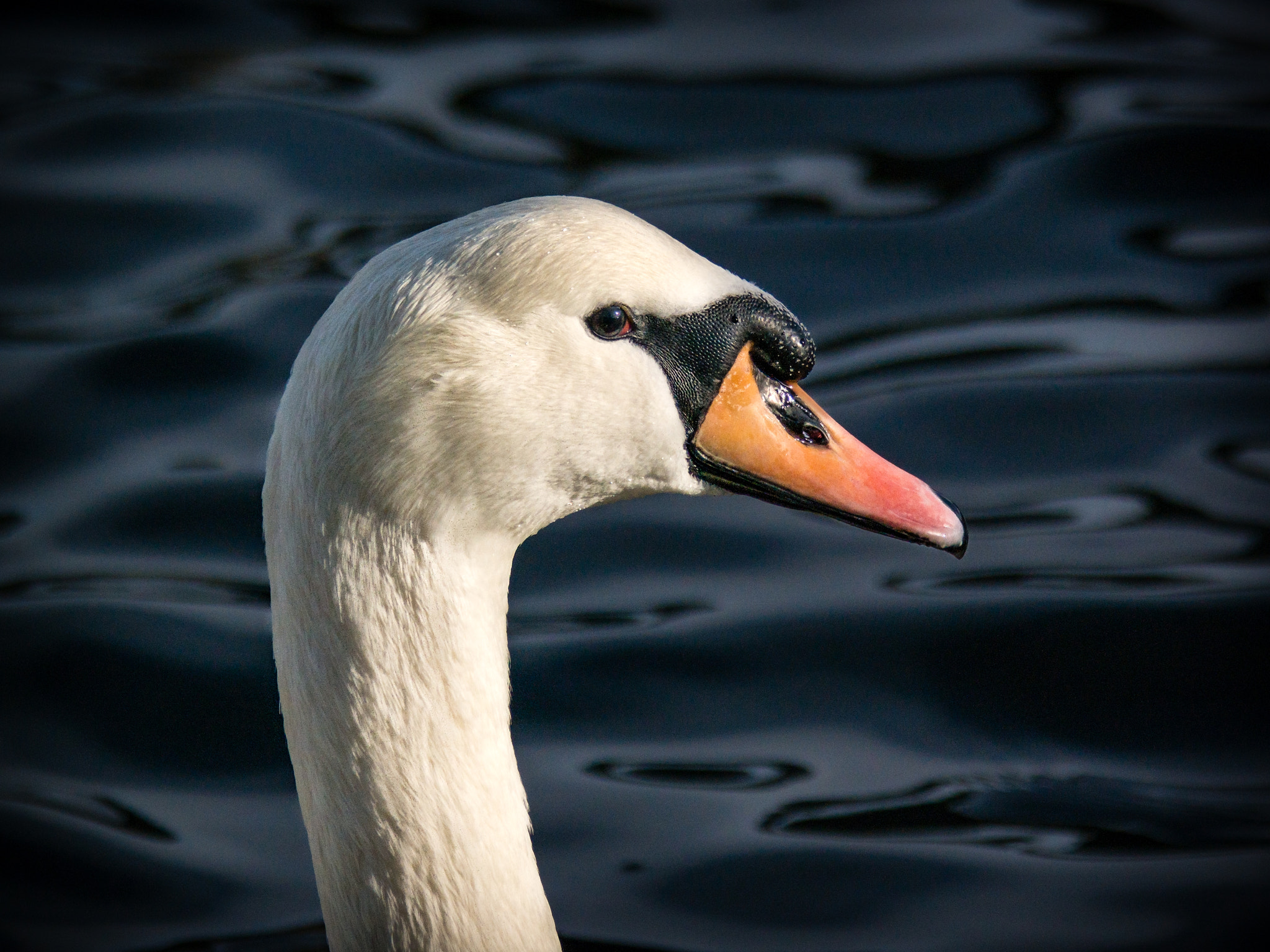 Samsung NX30 + Samsung NX 50-200mm F4-5.6 ED OIS sample photo. "lady swan" photography