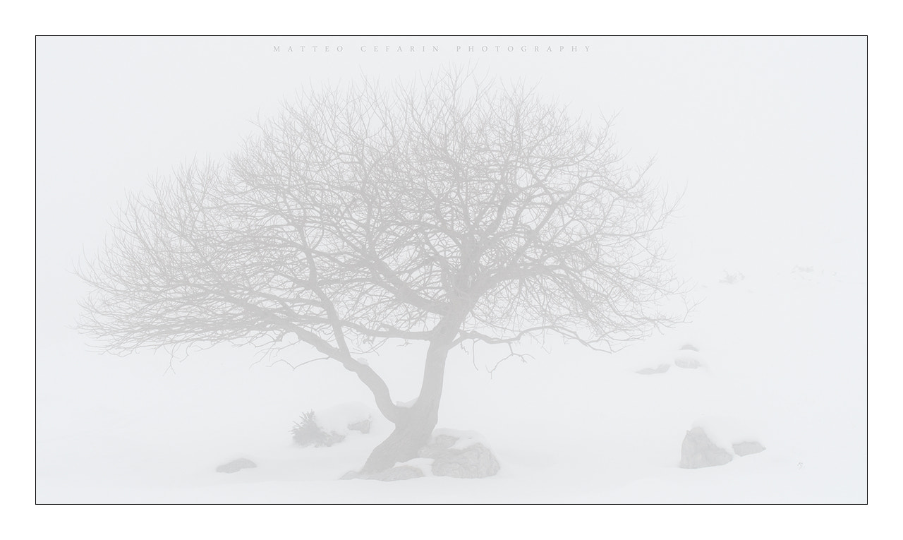 Nikon AF-S Nikkor 70-200mm F4G ED VR sample photo. Lost in white photography