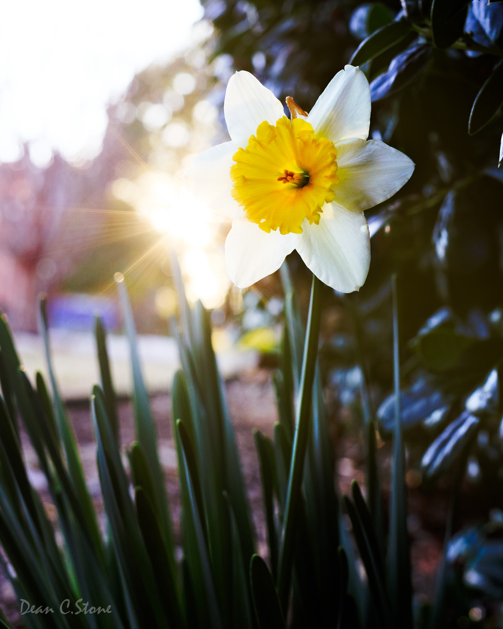 Canon EF 35mm F2 IS USM sample photo. Is it spring yet? photography
