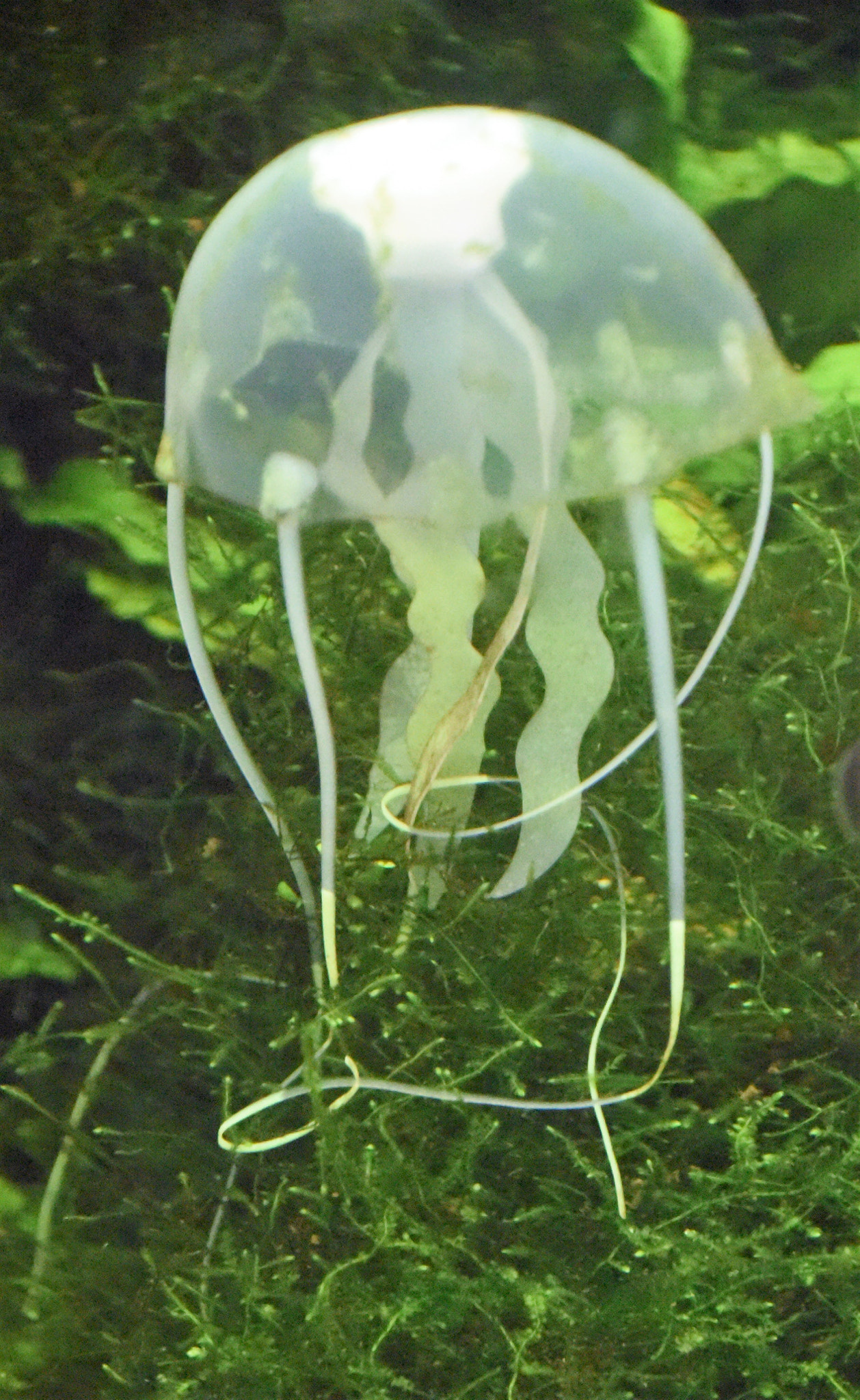 Nikon D810 sample photo. "little alien" photography