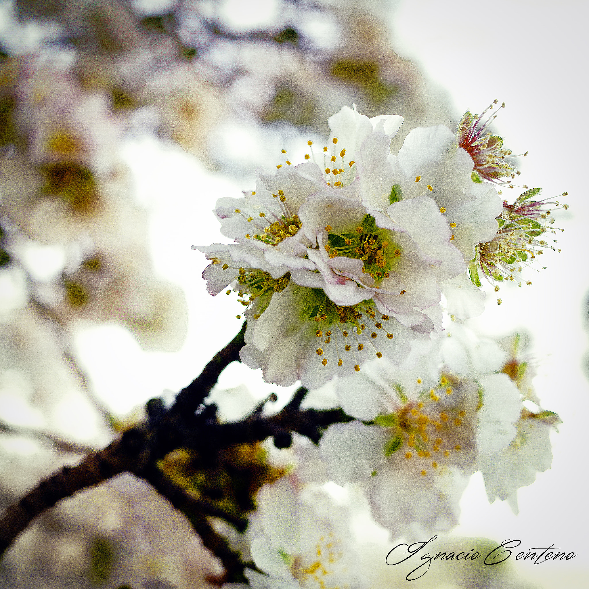 Canon EF-S 24mm F2.8 STM sample photo. Flordealmendro photography