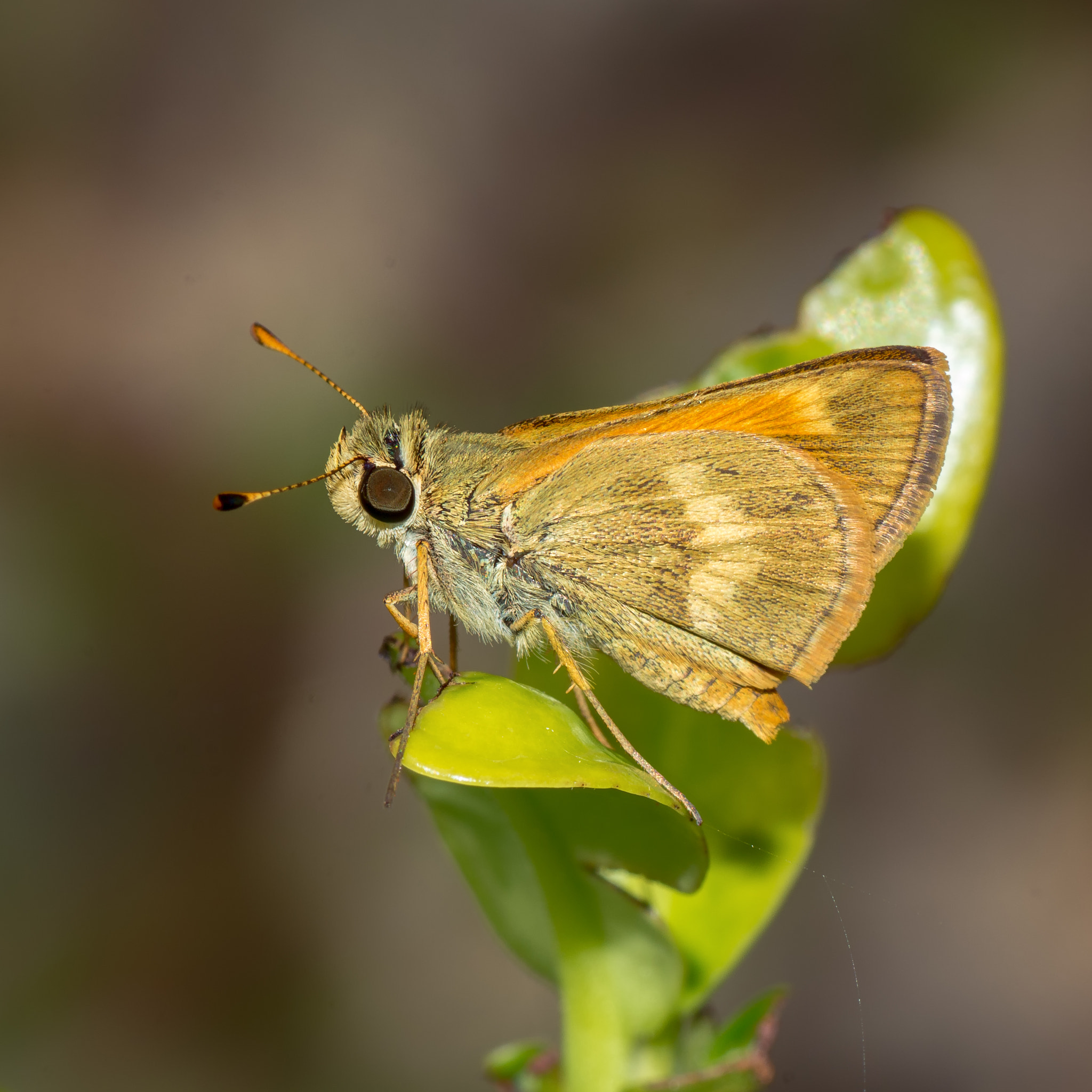 Nikon D7200 sample photo. Skipper sp. - dominican republic photography