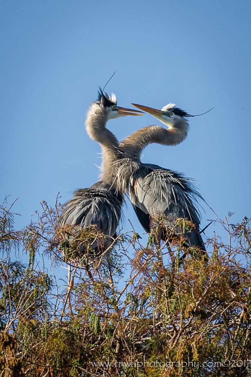 Nikon AF-S Nikkor 300mm F2.8G ED-IF VR sample photo. The epitome of love photography