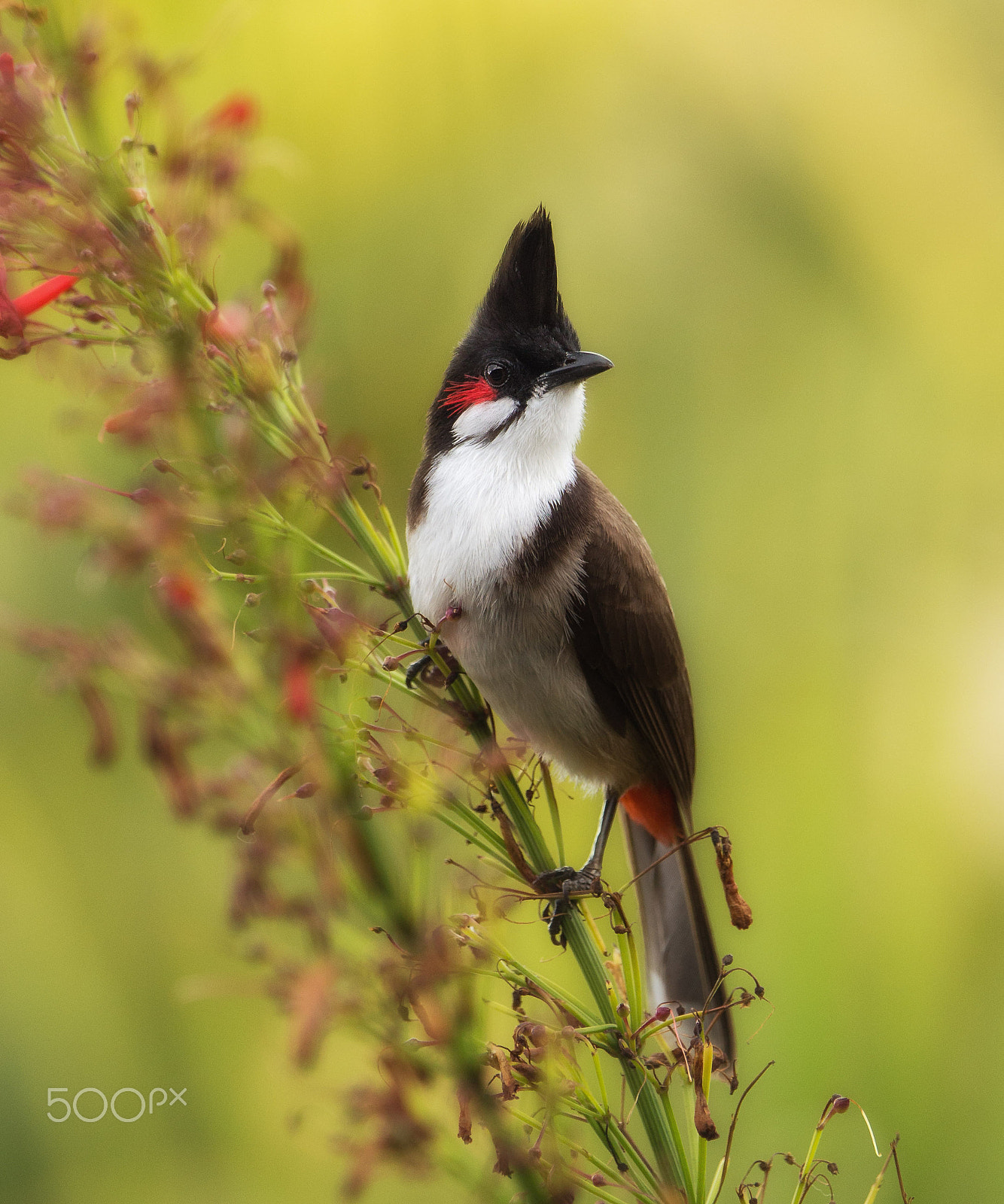 Canon EF 70-200mm F4L IS USM sample photo. Bulbul.. photography