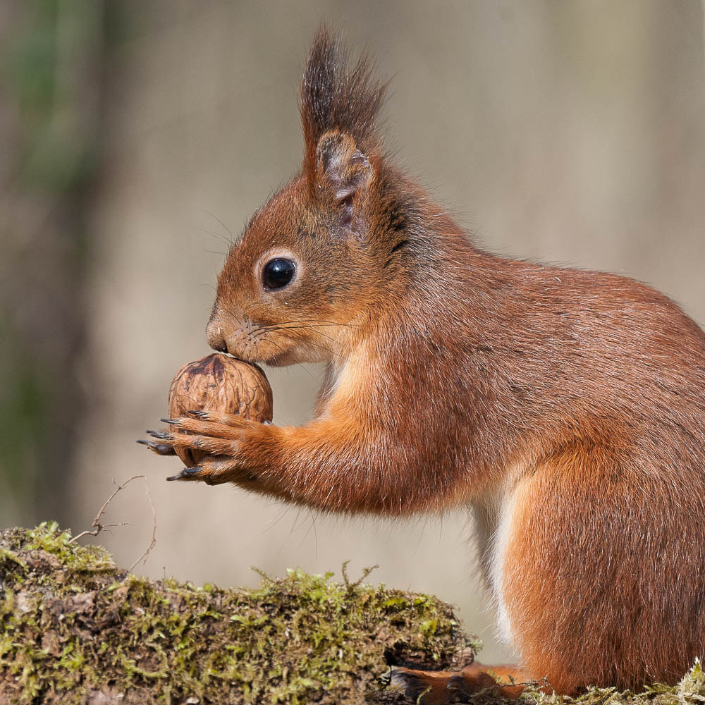 Nikon D3X + Nikon AF-S Nikkor 80-400mm F4.5-5.6G ED VR sample photo. Nuts and red squirrel photography