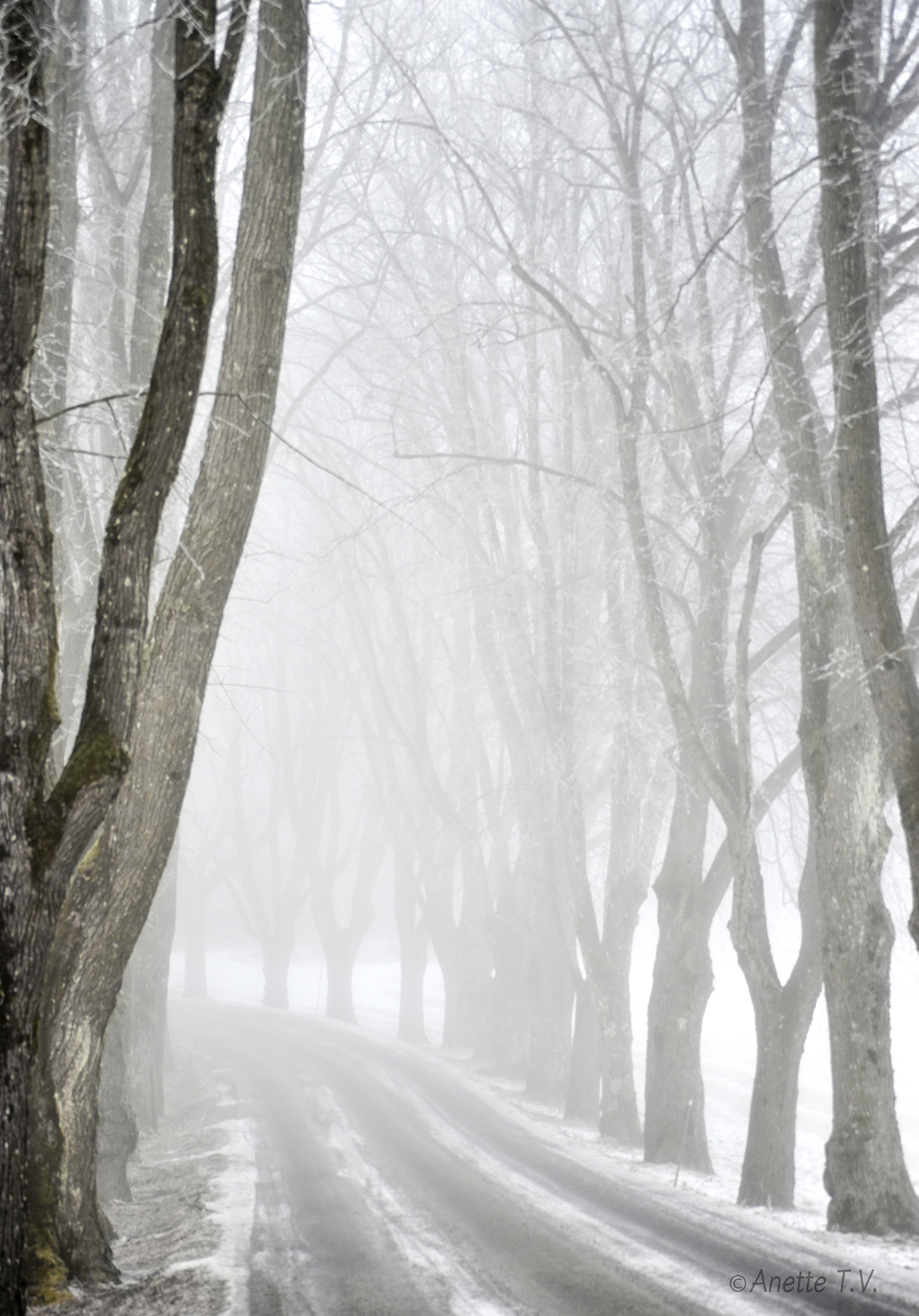 Nikon D5500 sample photo. Misty morning photography