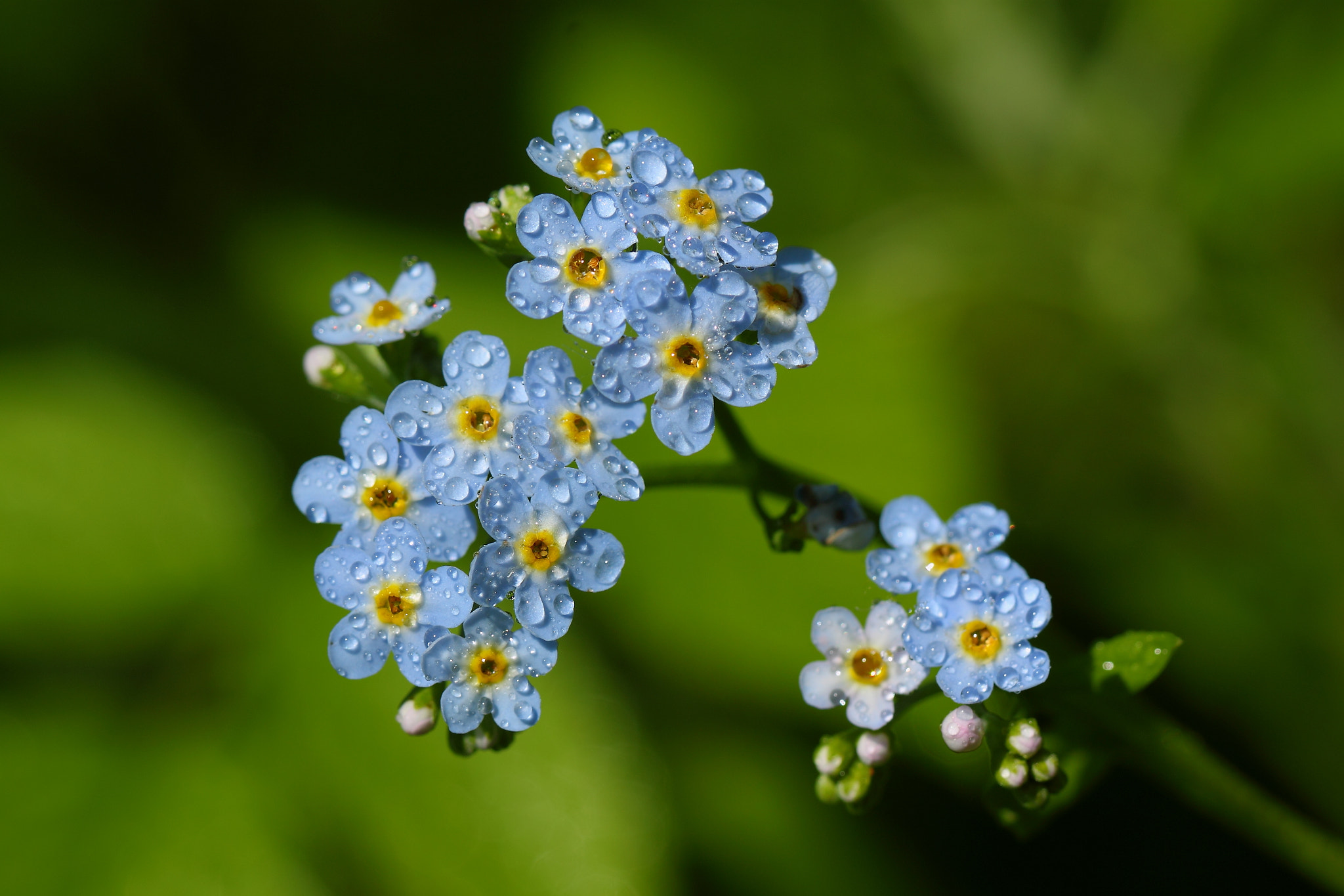 Canon EF 100mm F2.8L Macro IS USM sample photo. Forget me eared photography