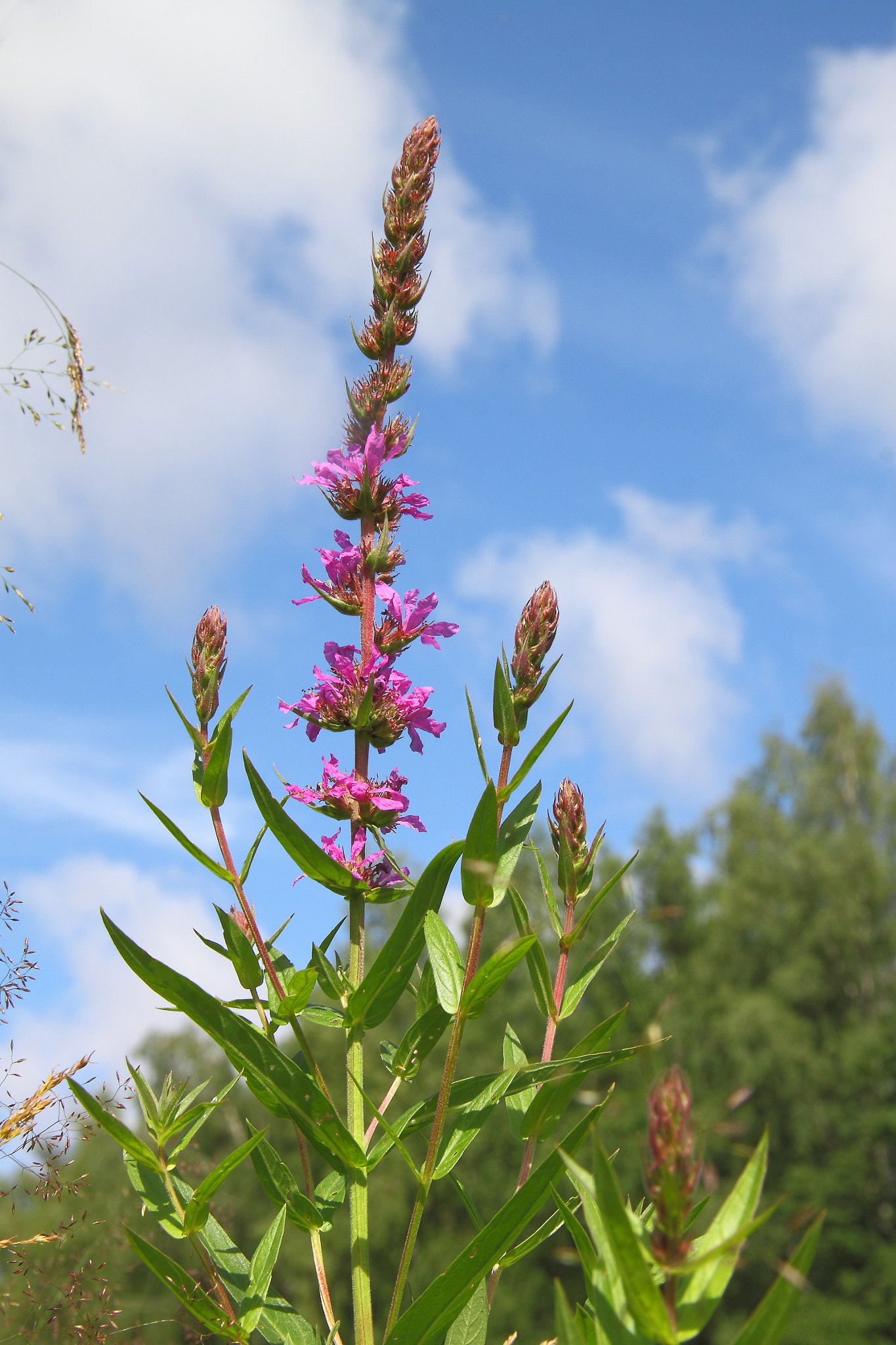 Canon EOS 500D (EOS Rebel T1i / EOS Kiss X3) sample photo. Lythrum salicaria photography