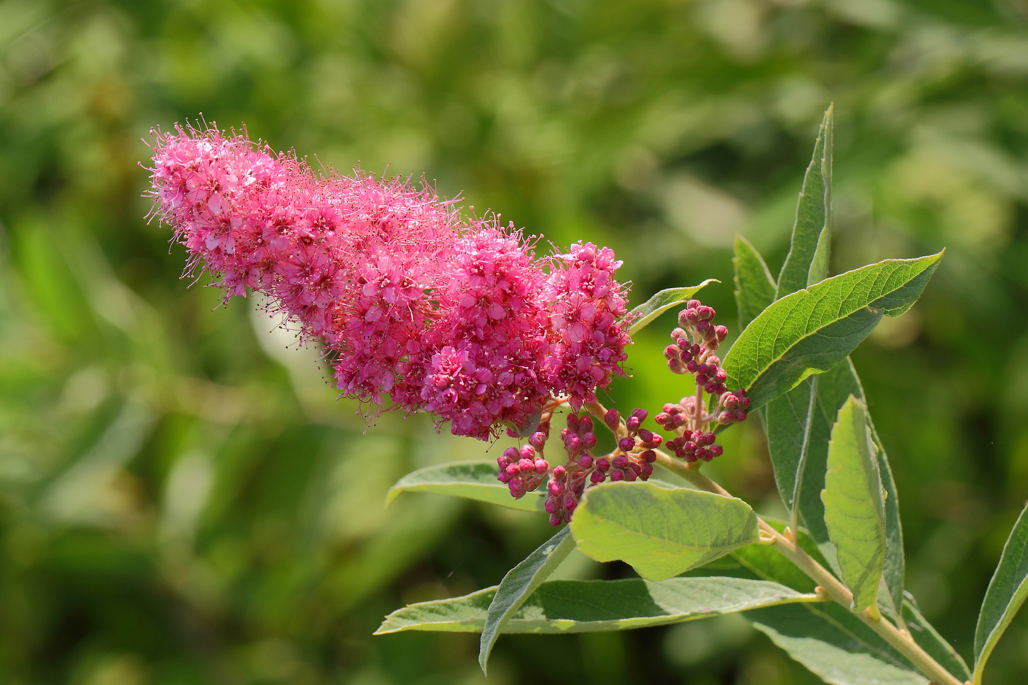 Canon EF 100mm F2.8L Macro IS USM sample photo. Spirea photography