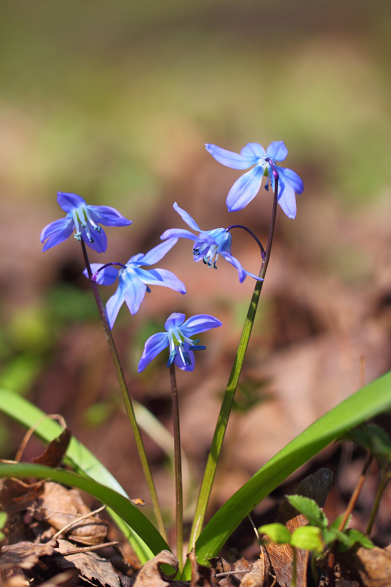 Canon EF 100mm F2.8L Macro IS USM sample photo. Scilla siberian photography