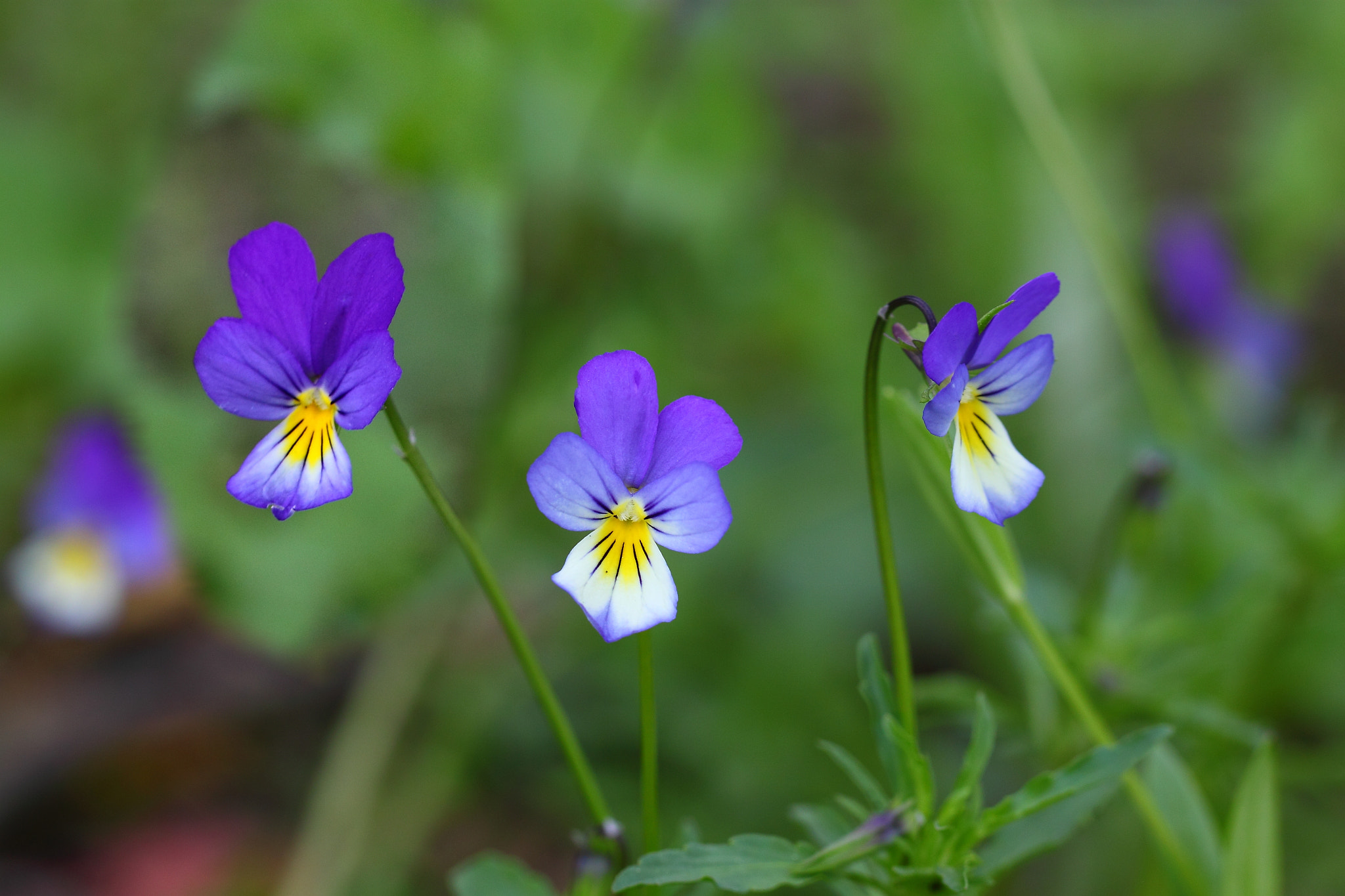 Canon EF 100mm F2.8L Macro IS USM sample photo. Viola tricolor photography