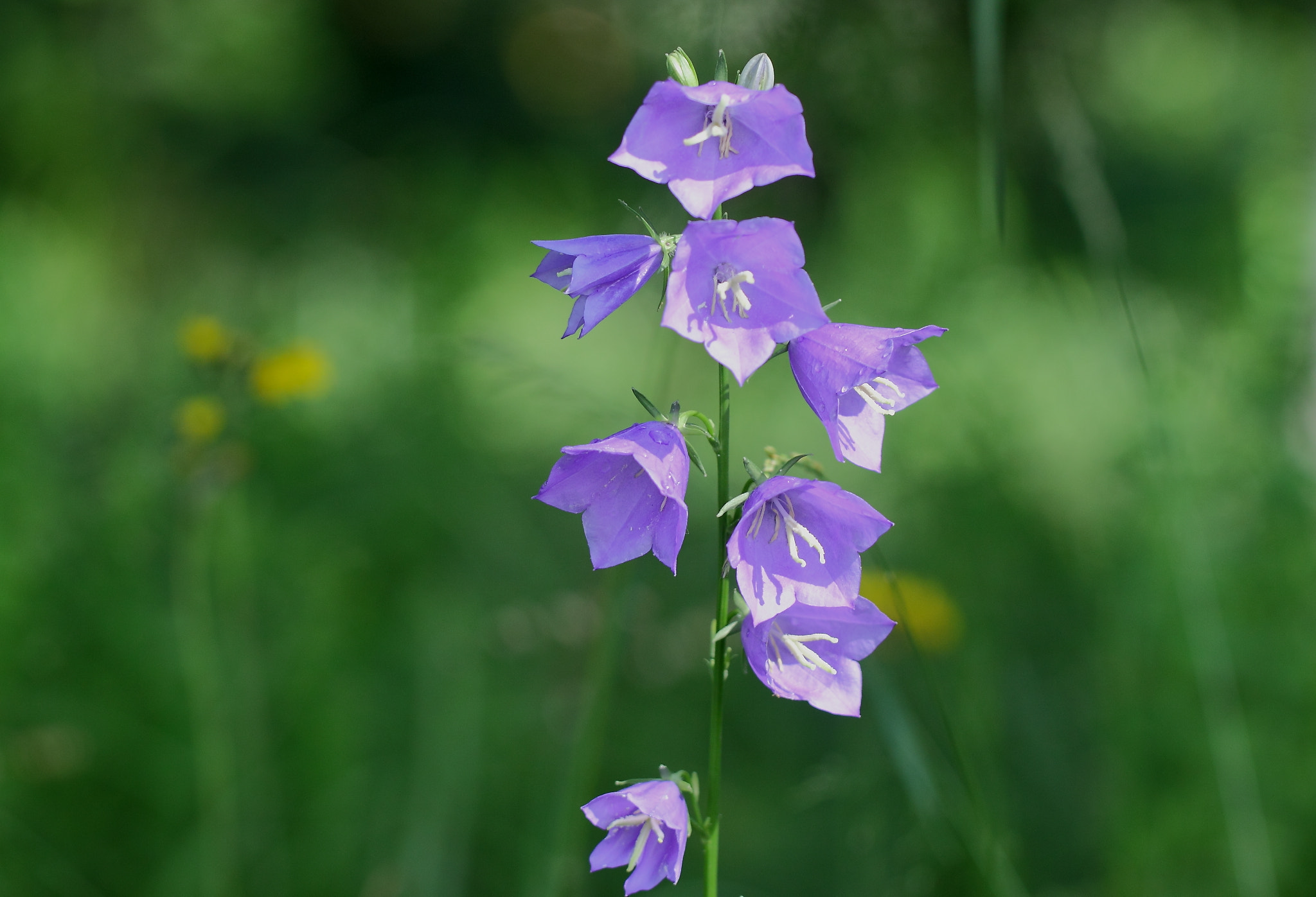 Canon EF 100mm F2.8L Macro IS USM sample photo. Bell persicifolia photography