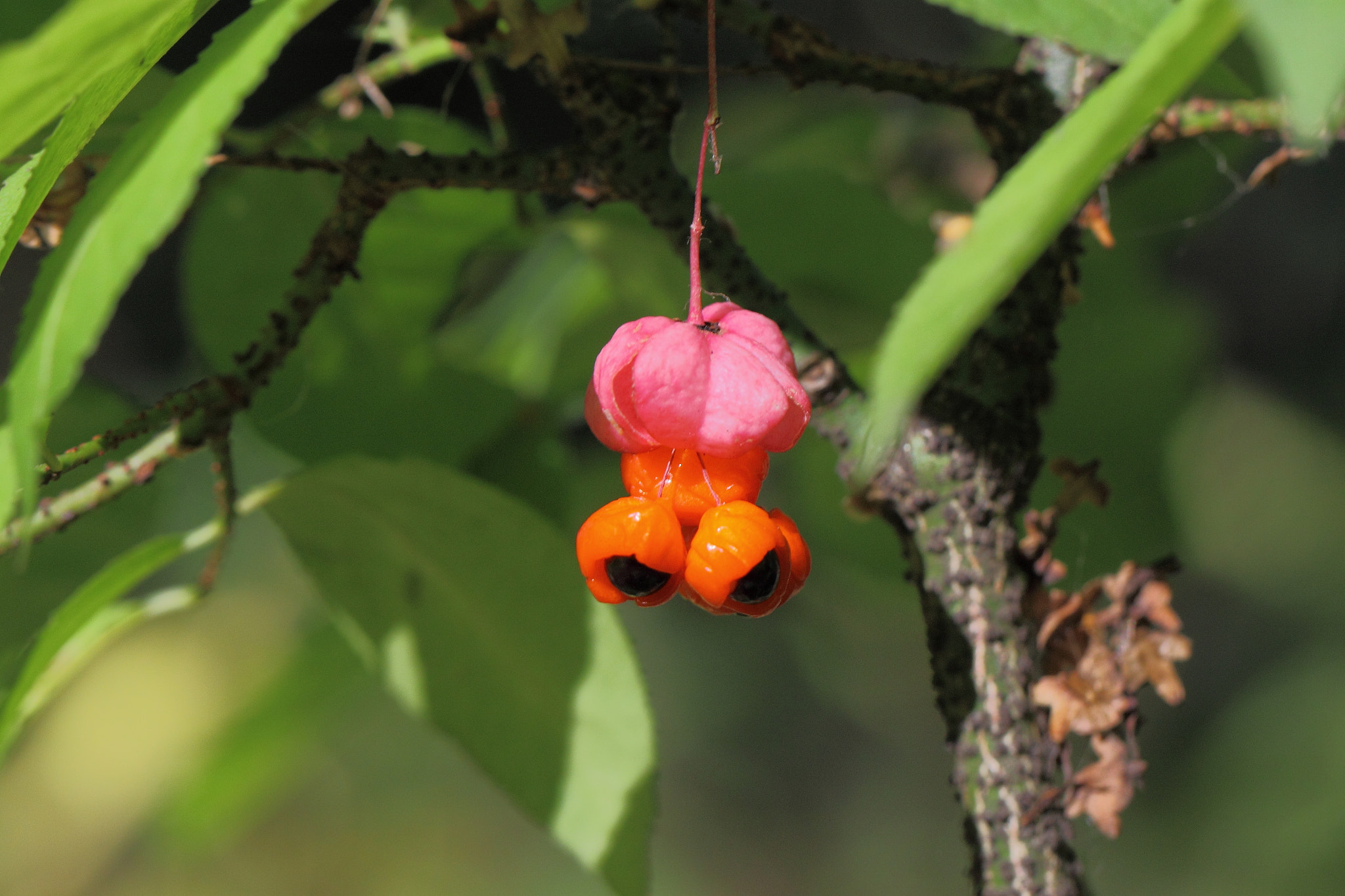 Canon EF 100mm F2.8L Macro IS USM sample photo. Warty euonymus photography