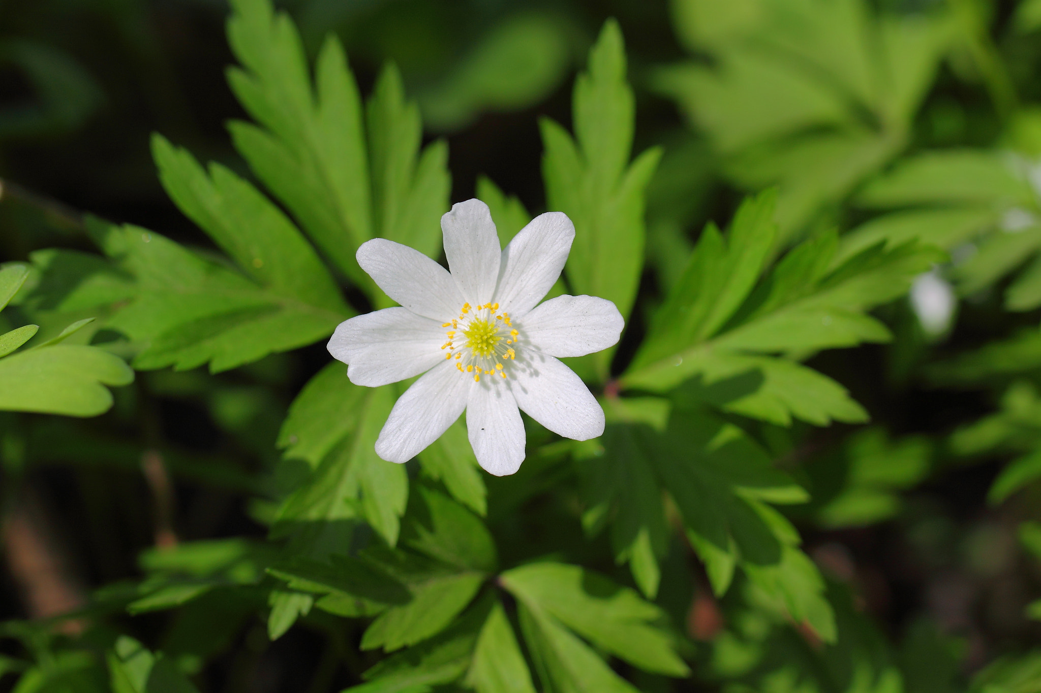 Canon EOS 500D (EOS Rebel T1i / EOS Kiss X3) sample photo. Wood anemone photography