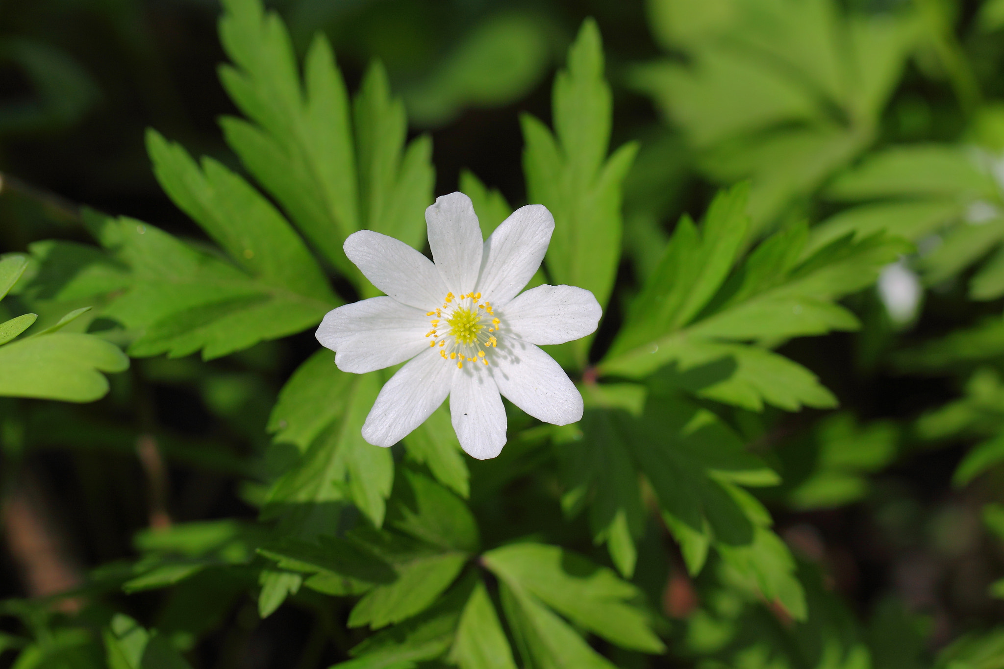 Canon EF 100mm F2.8L Macro IS USM sample photo. Wood anemone photography