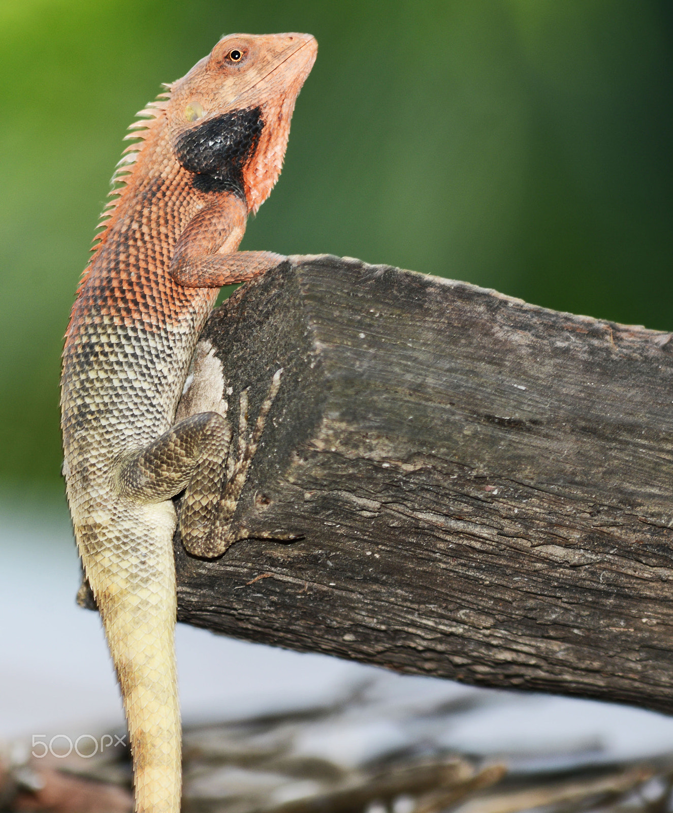 Nikon D800E sample photo. Orange black chameleon on wood surface photography