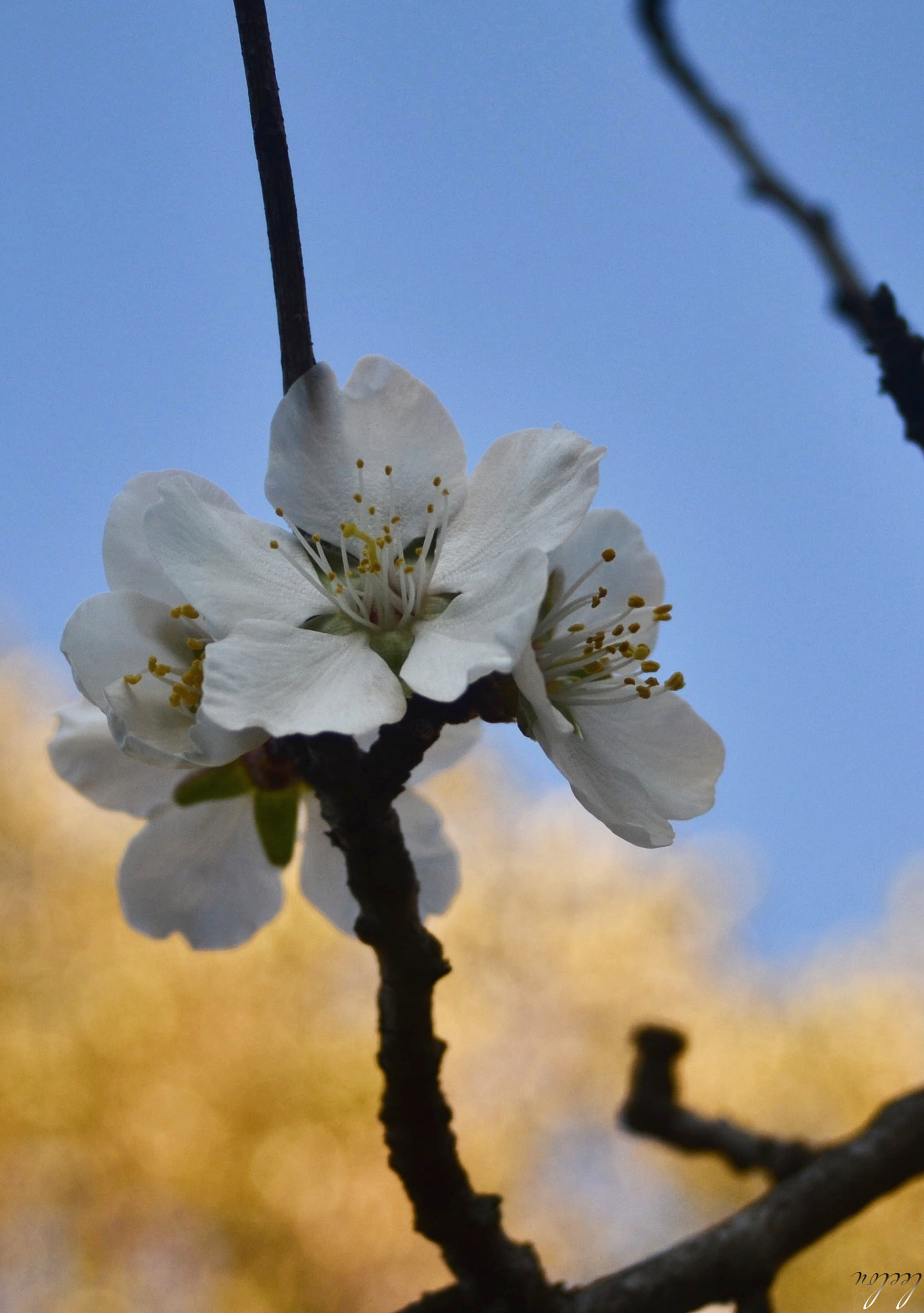 Nikon D3100 + Sigma 18-50mm F3.5-5.6 DC sample photo. A taste of spring...* photography