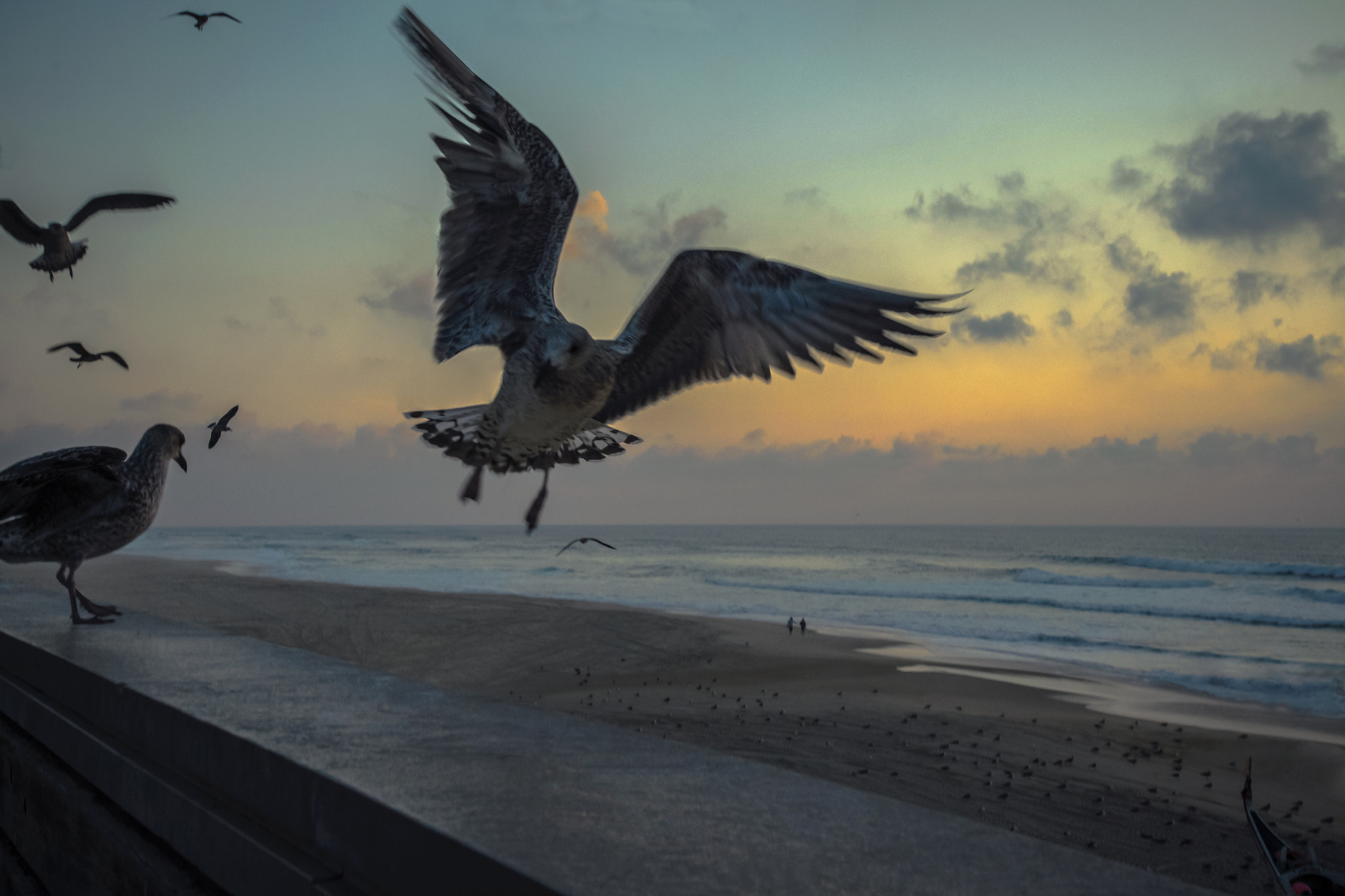 Nikon AF-S Nikkor 17-35mm F2.8D ED-IF sample photo. "seagull with beach in background" photography