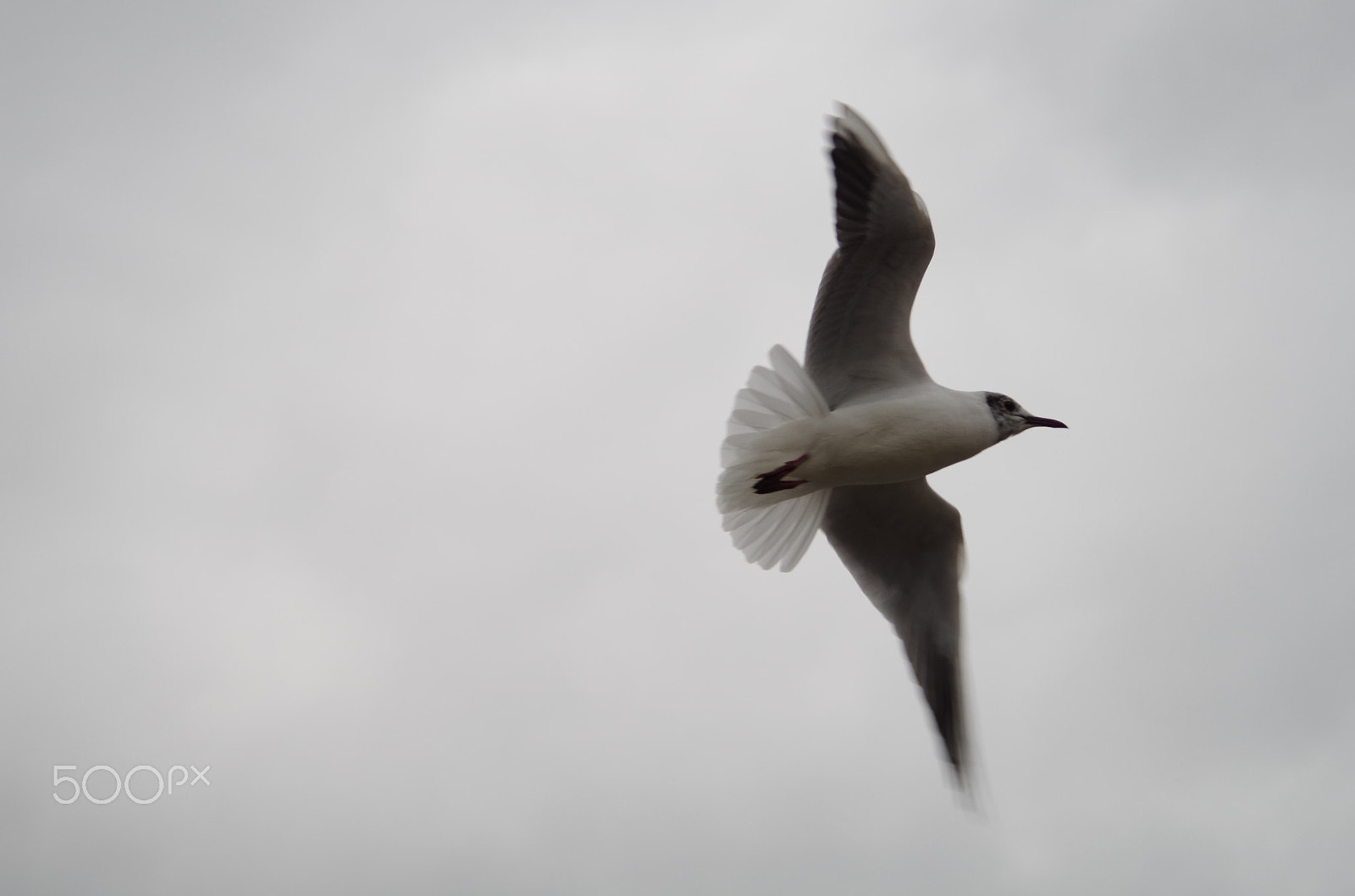 Pentax smc DA 55-300mm F4.0-5.8 ED sample photo. Volare photography