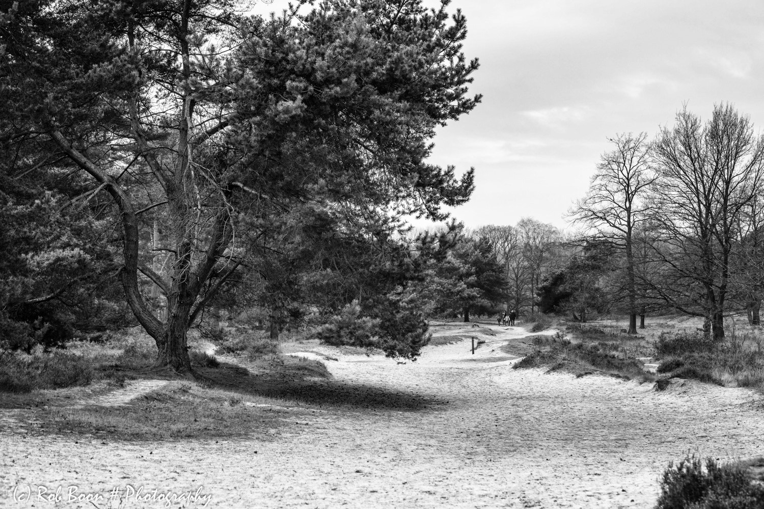 Canon EF 100mm F2.8L Macro IS USM sample photo. Brunssummerheide 2 photography