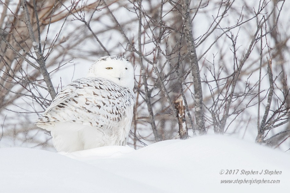 Canon EF 500mm F4L IS USM sample photo. "seeking shelter" photography