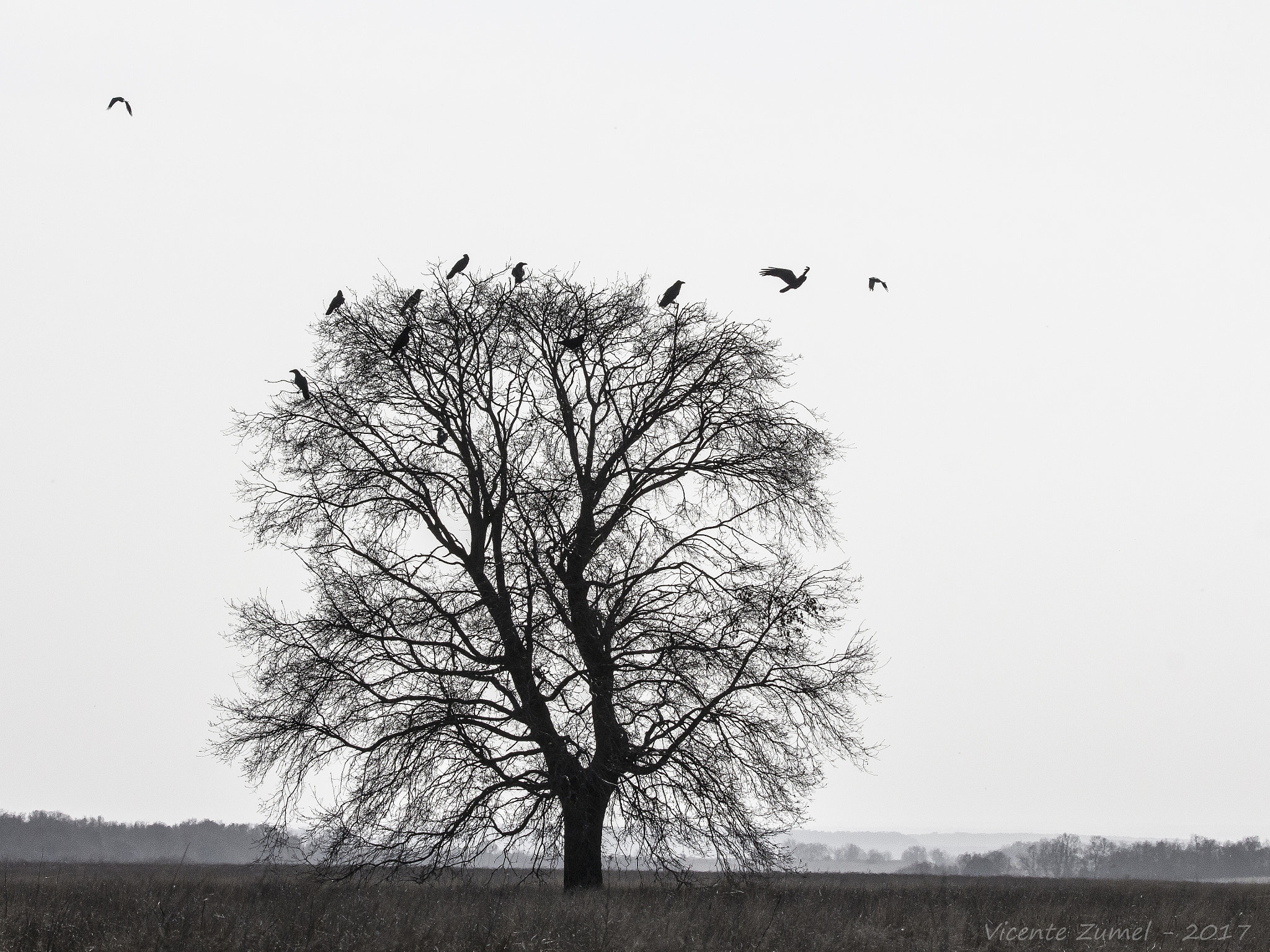 Tamron SP 150-600mm F5-6.3 Di VC USD sample photo. Haze photography
