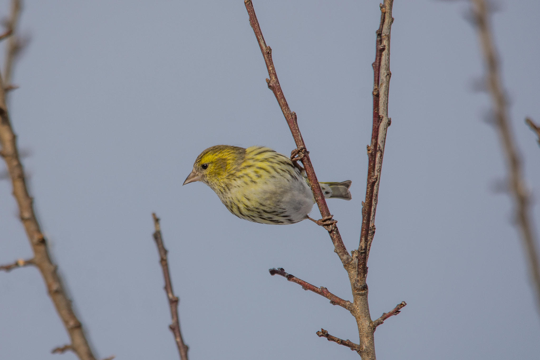 Sigma 150-500mm F5-6.3 DG OS HSM sample photo. Eurasian siskin photography