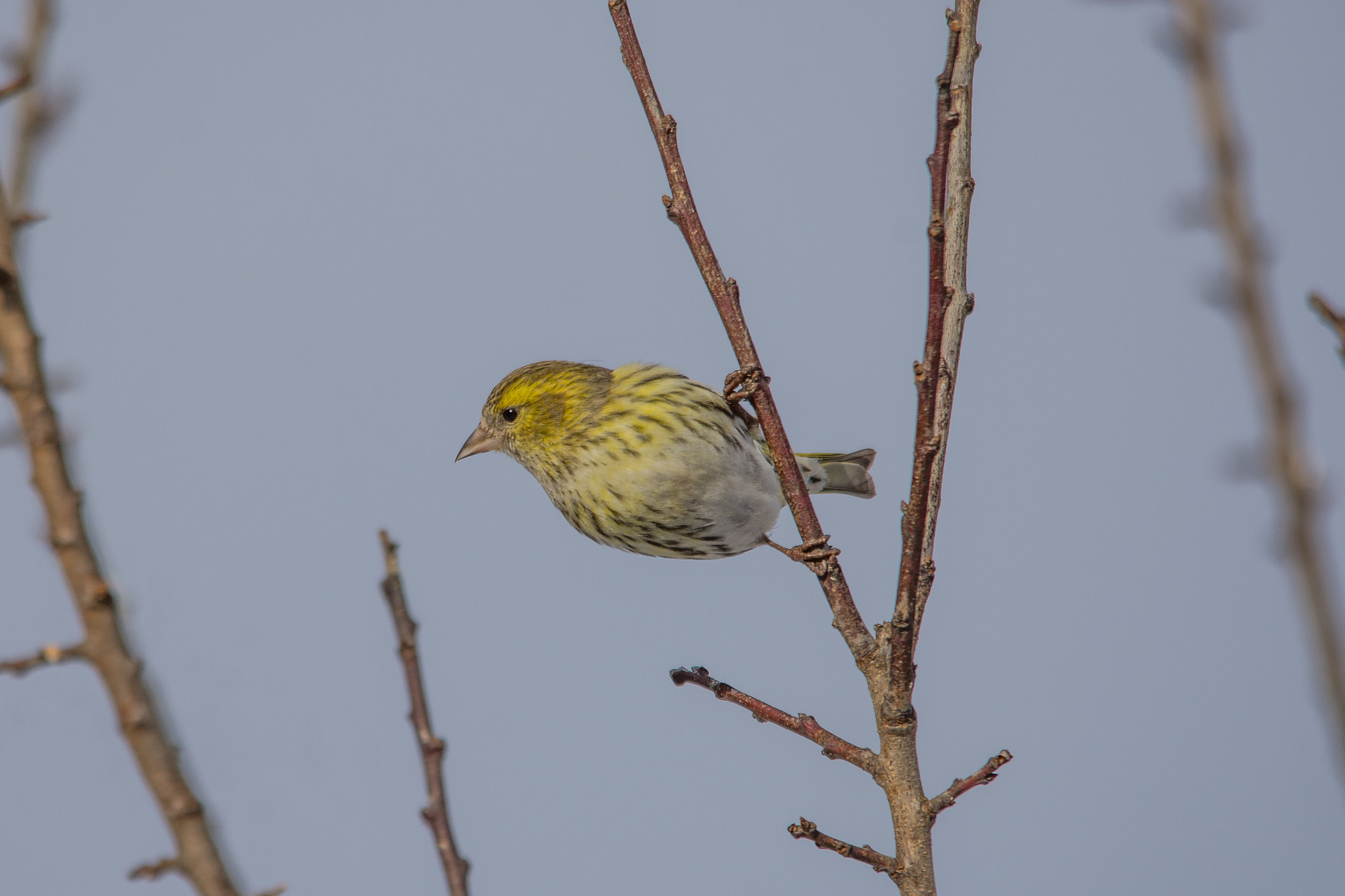 Nikon D7200 + Sigma 150-500mm F5-6.3 DG OS HSM sample photo. Eurasian siskin photography