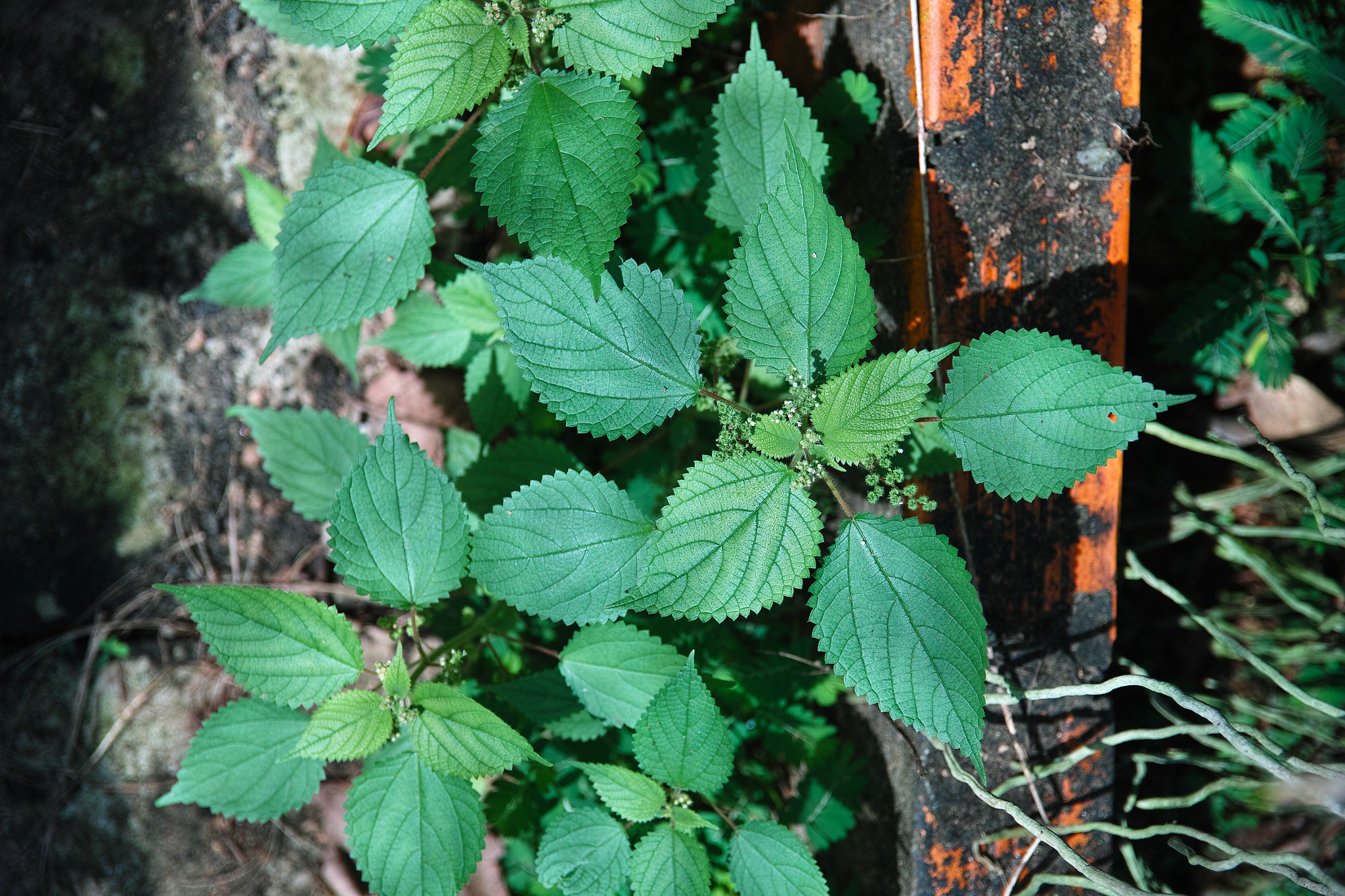 Sigma SD1 Merrill sample photo. Wild perilla frutescens photography