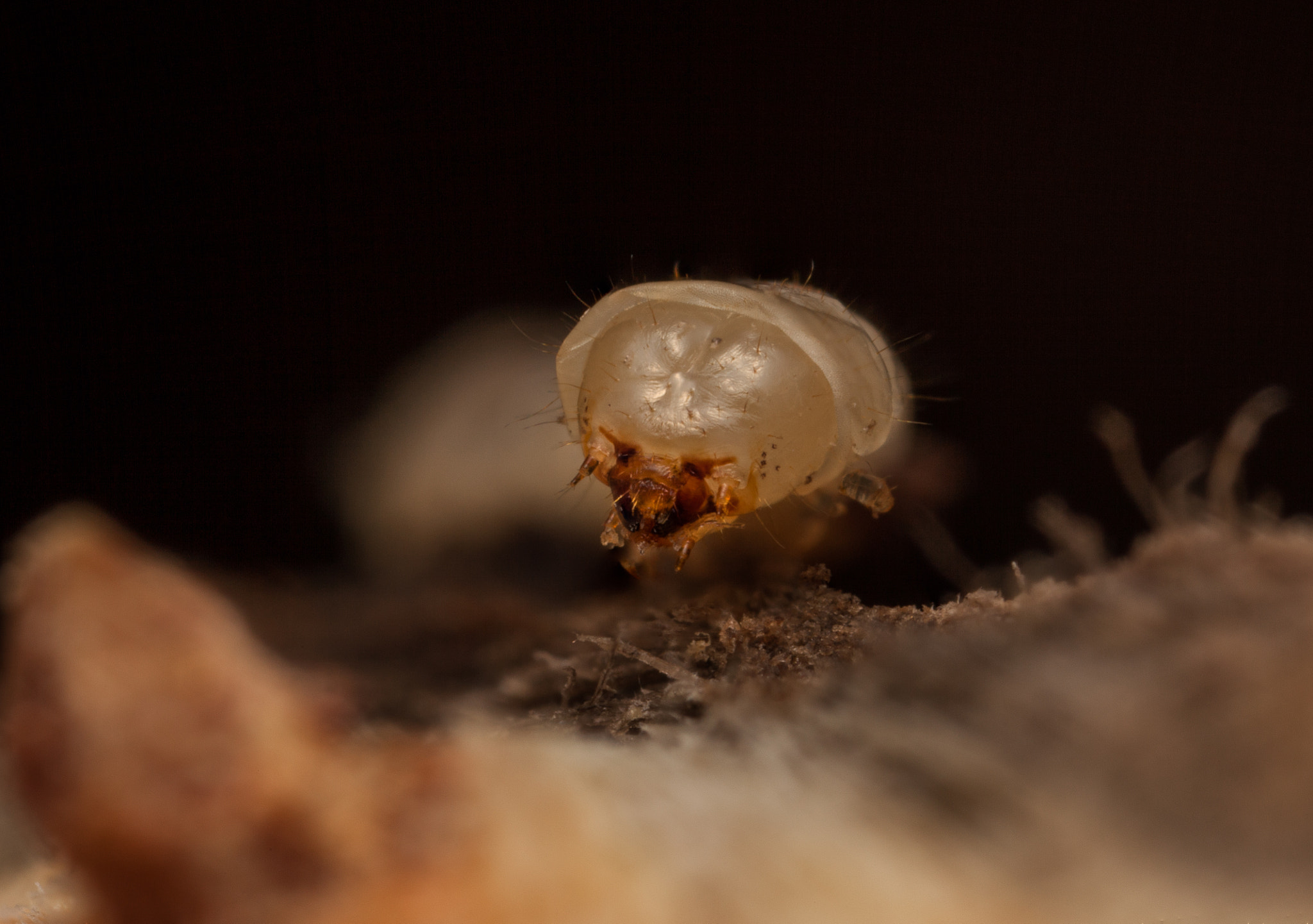 Canon MP-E 65mm F2.5 1-5x Macro Photo sample photo. Wood chipper photography
