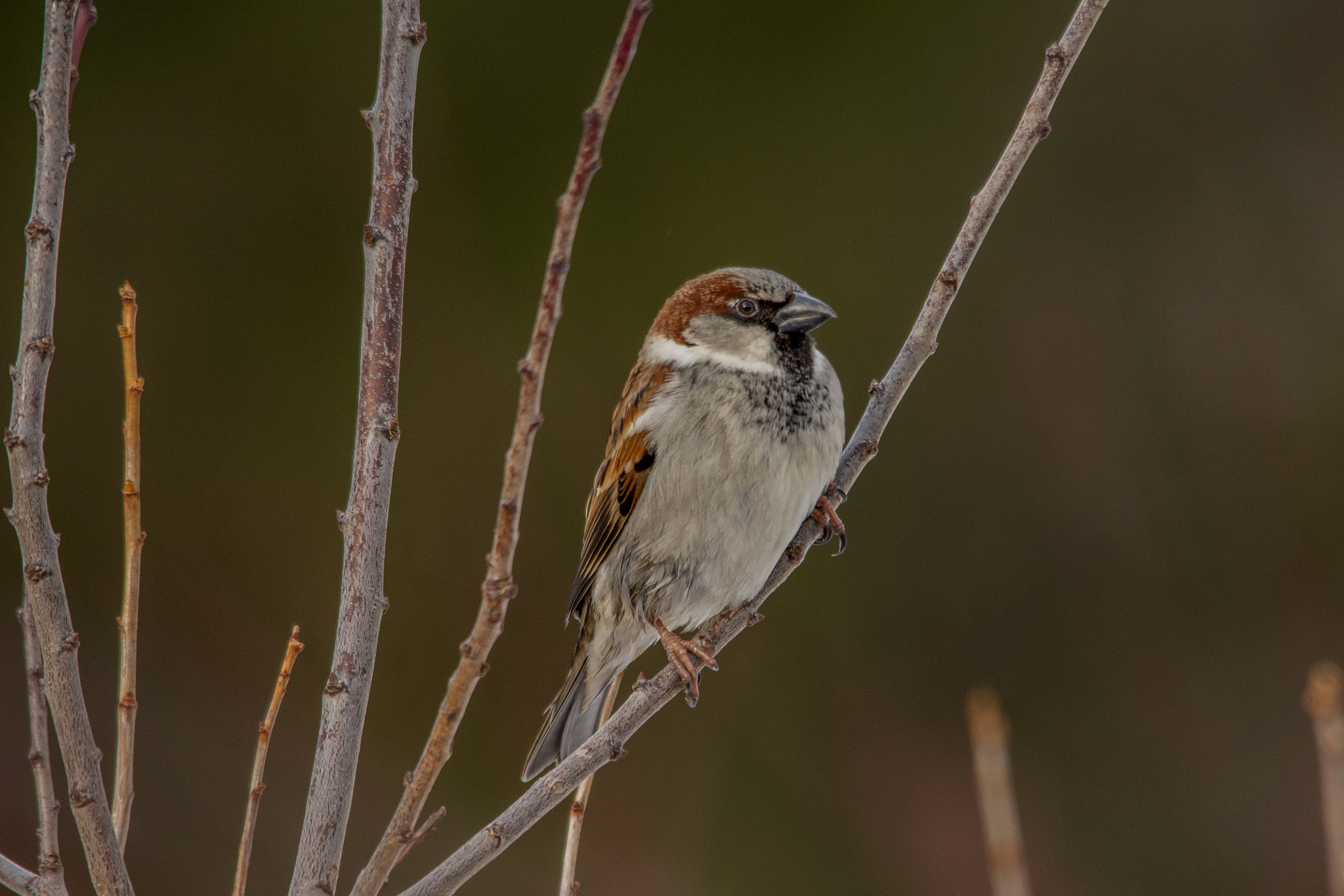Sigma 150-500mm F5-6.3 DG OS HSM sample photo. House sparrow photography